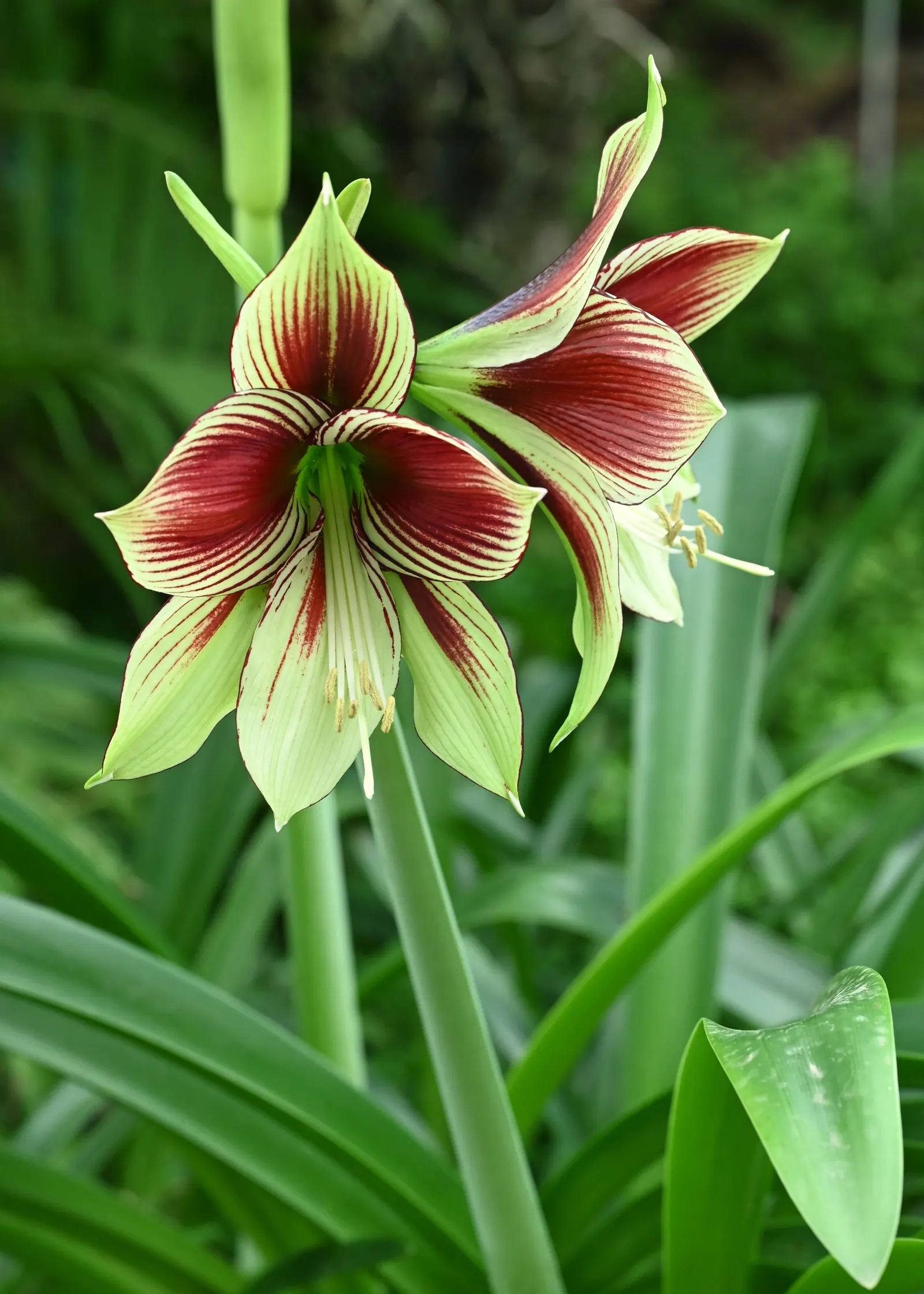 Papilio' Butterfly Amaryllis (Amaryllis Papilio 'Butterfly') — This rare gem requires well-drained soil and partial shade to full sun