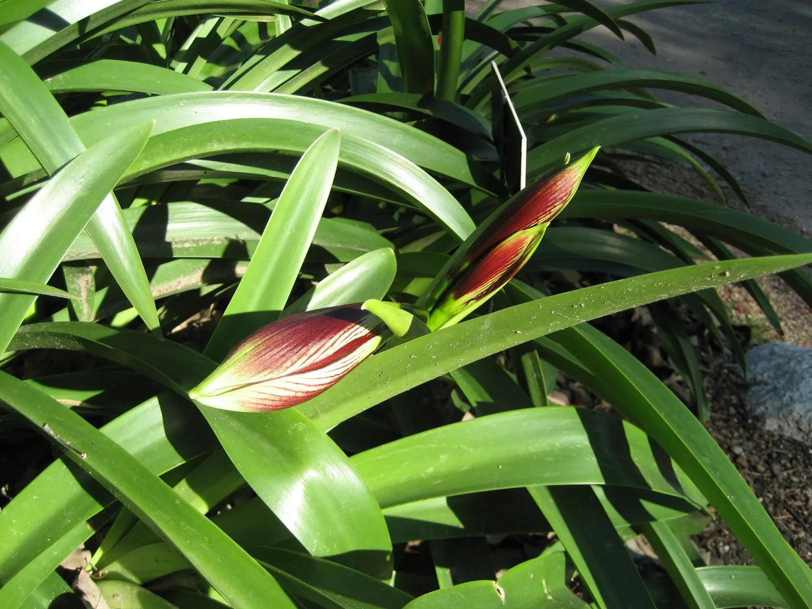 Papilio' Butterfly Amaryllis (Amaryllis Papilio 'Butterfly') — Clients will appreciate that once established