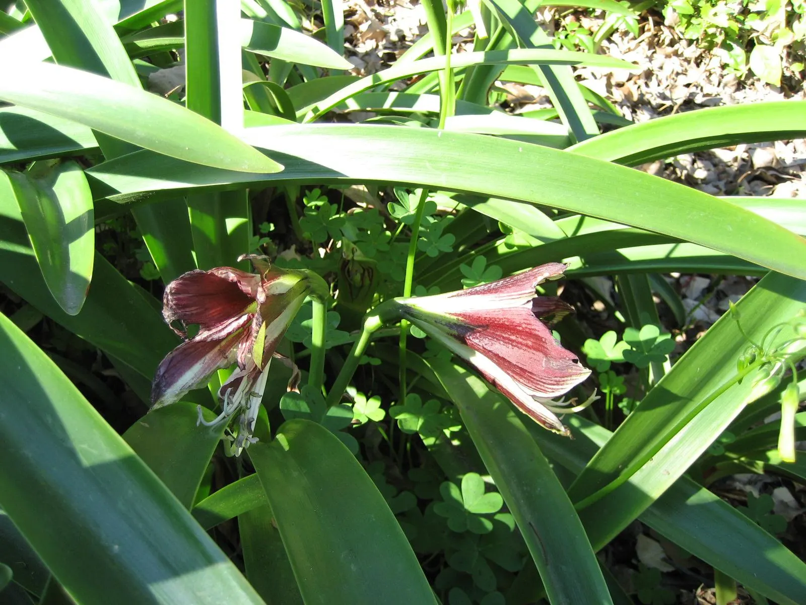 Papilio' Butterfly Amaryllis (Amaryllis Papilio 'Butterfly') — These stalks can be expected to bear 4 to 6 flowers each