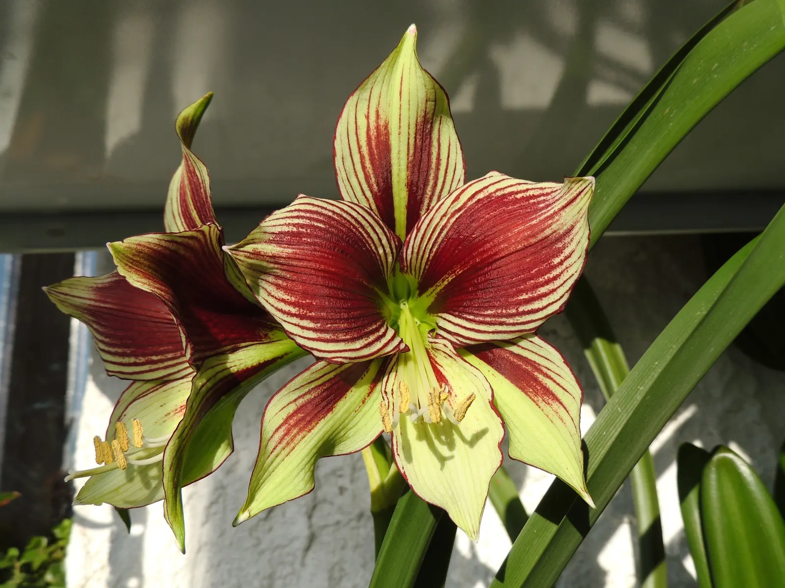 Papilio' Butterfly Amaryllis (Amaryllis Papilio 'Butterfly') — It is adapted to warmer climates and prefers a growing medium that is well-drained and
