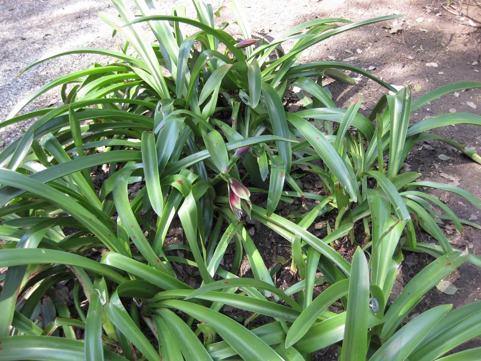 Papilio' Butterfly Amaryllis (Amaryllis Papilio 'Butterfly') — It thrives best in USDA hardiness zones 8 through 10