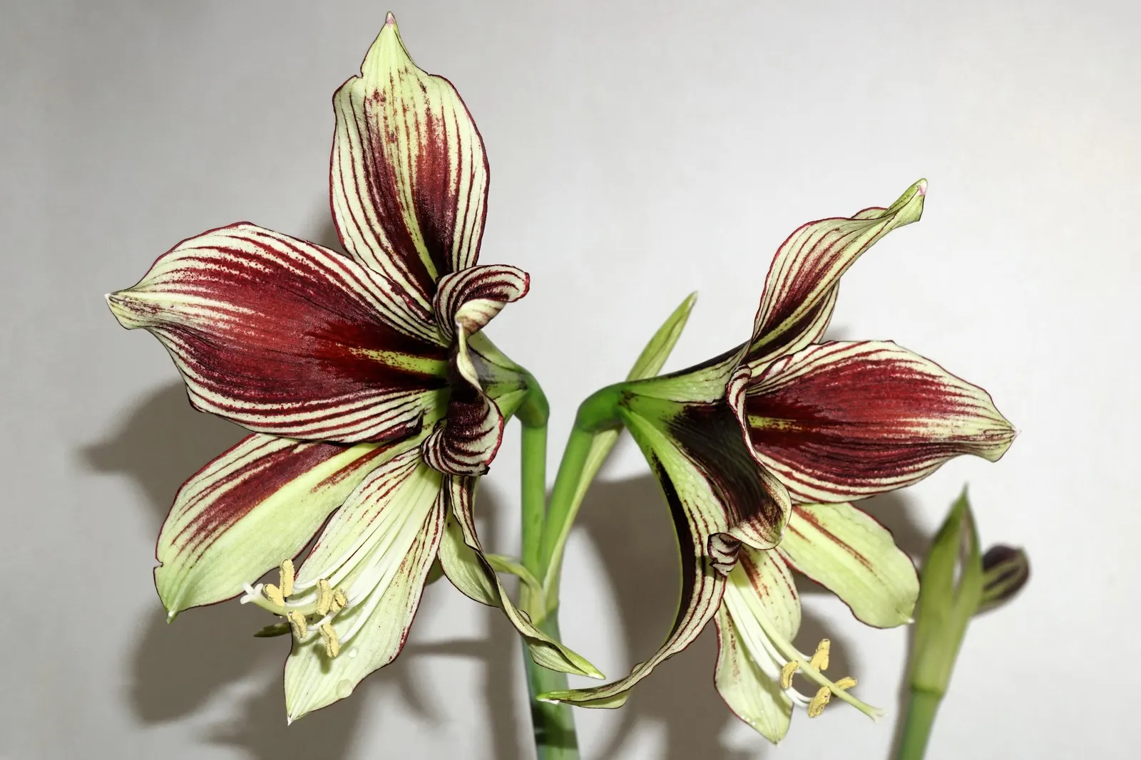Papilio' Butterfly Amaryllis (Amaryllis Papilio 'Butterfly') — the Papilio 'Butterfly' Amaryllis can be utilized as a focal point in garden beds