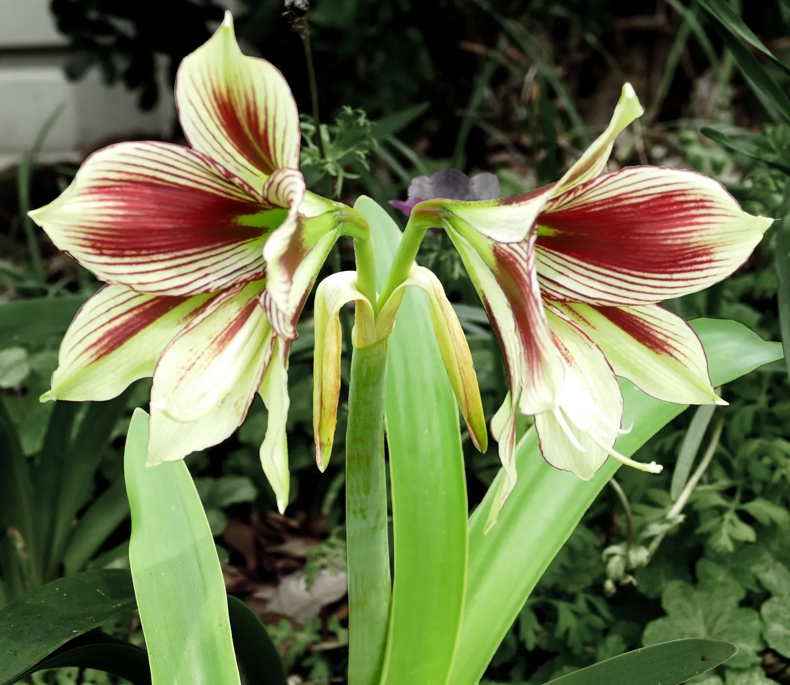 Papilio' Butterfly Amaryllis (Amaryllis Papilio 'Butterfly') — resembling butterflies in flight