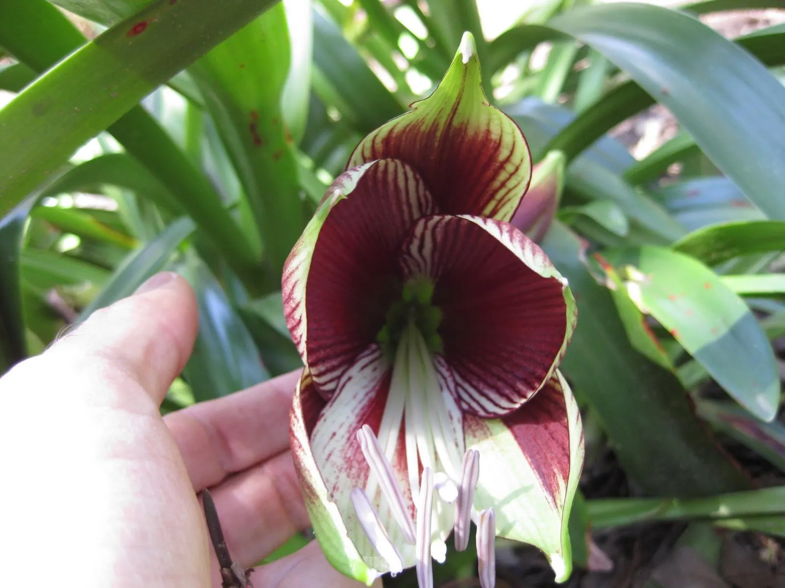 Papilio' Butterfly Amaryllis (Amaryllis Papilio 'Butterfly') — It reaches up to 24 inches in height and thrives in zones 8-10