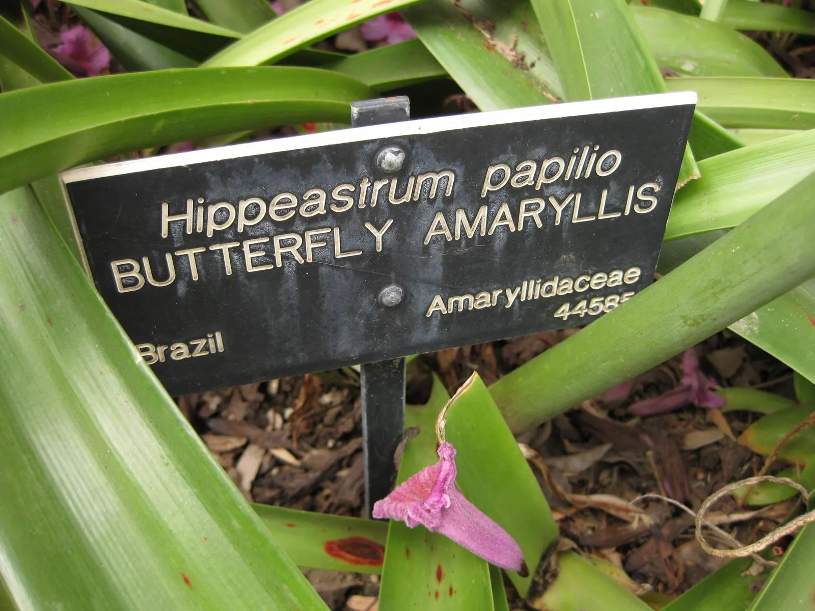 Papilio' Butterfly Amaryllis (Amaryllis Papilio 'Butterfly') — multi-colored and red and white flowers in the garden