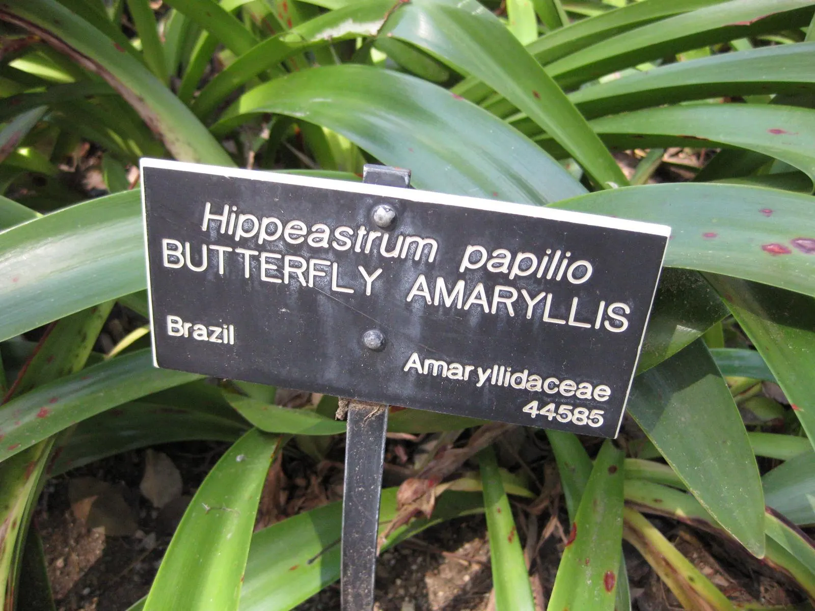 Papilio' Butterfly Amaryllis (Amaryllis Papilio 'Butterfly') — featuring exotic greenish-white flowers accented with maroon striations