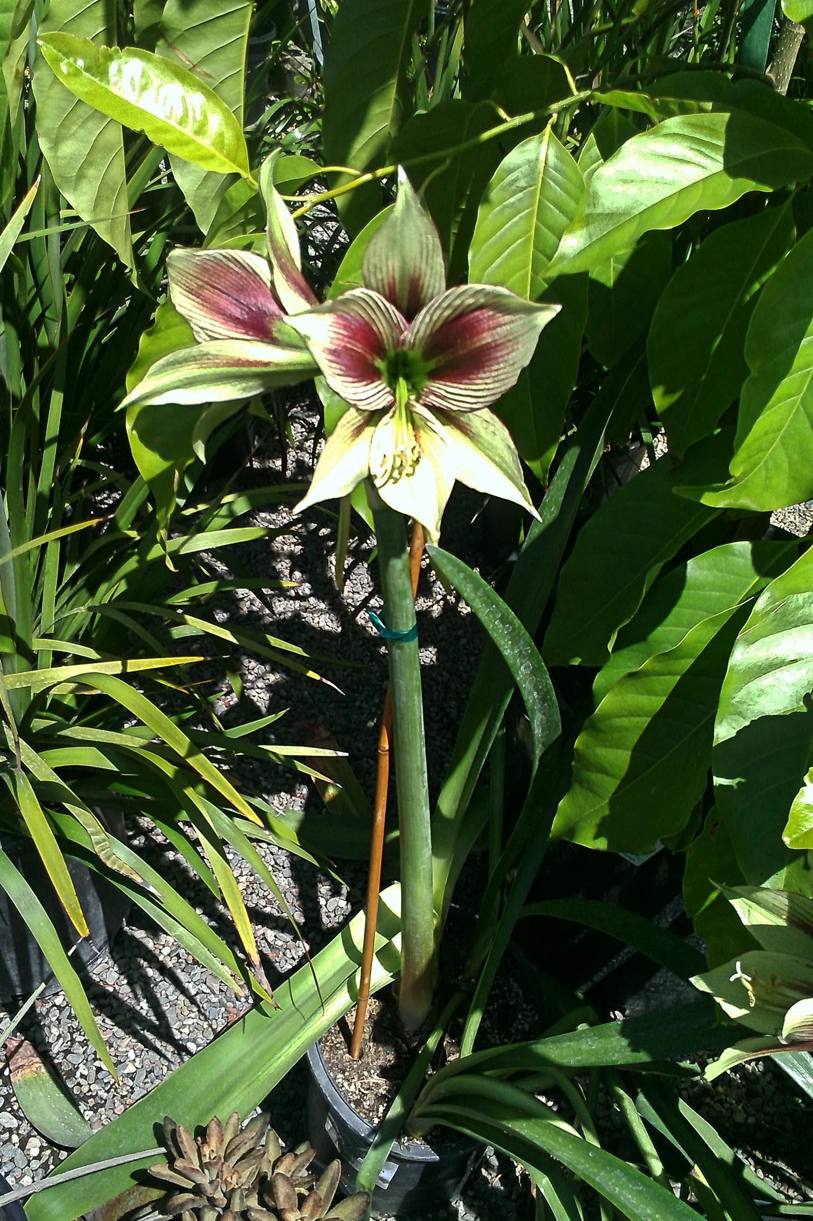 Papilio' Butterfly Amaryllis (Amaryllis Papilio 'Butterfly') — Each bulb, approximately 3 inches in diameter, is known to produce one or two flower stalks
