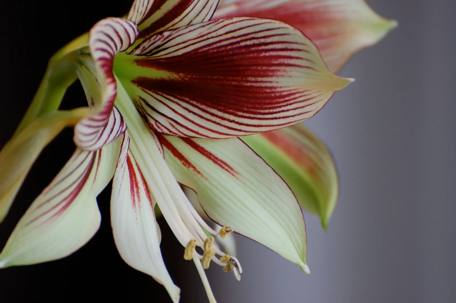 Papilio' Butterfly Amaryllis (Amaryllis Papilio 'Butterfly') — providing a much-needed splash of color when few other plants are in flower