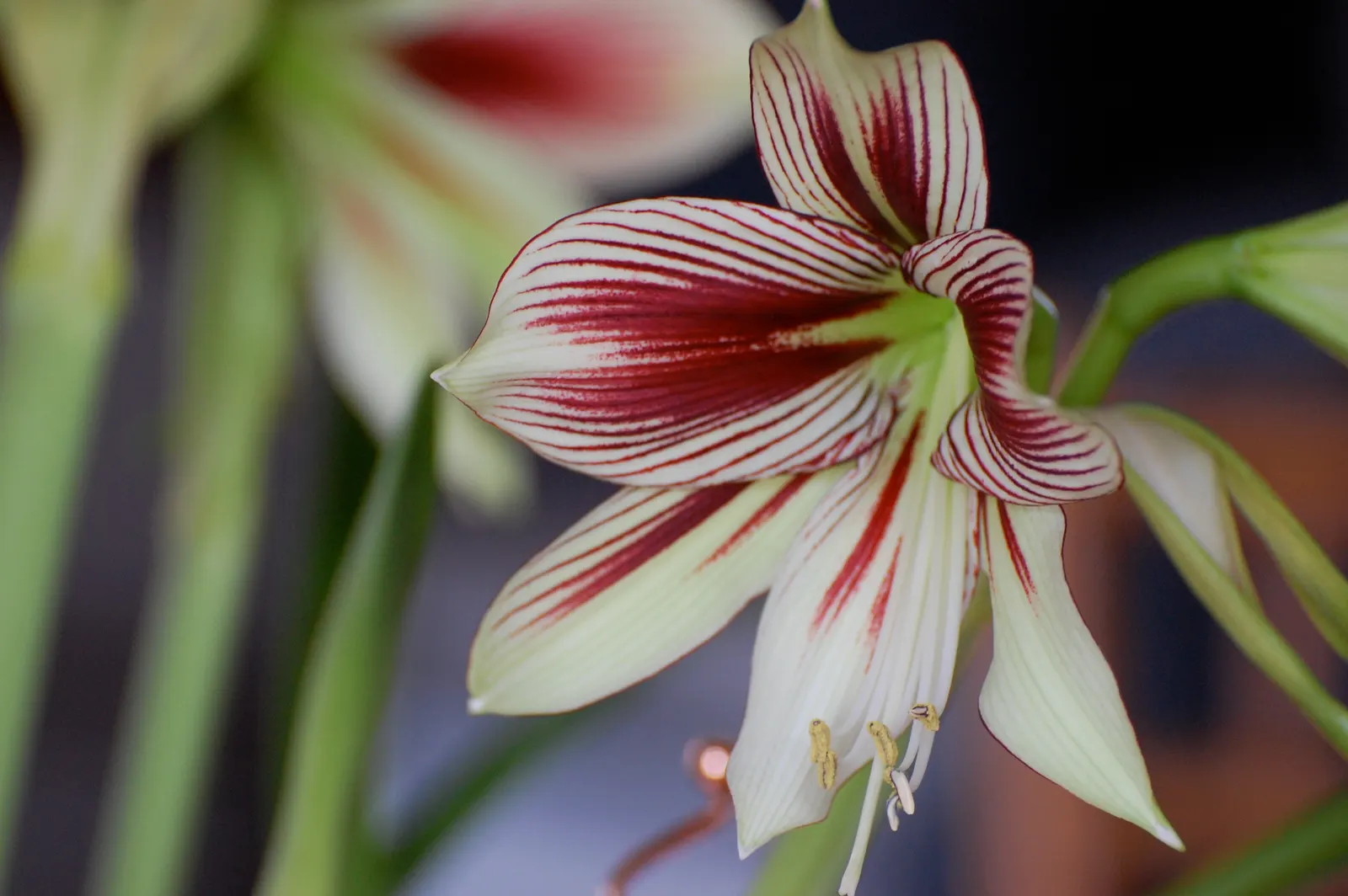 Papilio' Butterfly Amaryllis (Amaryllis Papilio 'Butterfly') — Resembling the wings of a butterfly