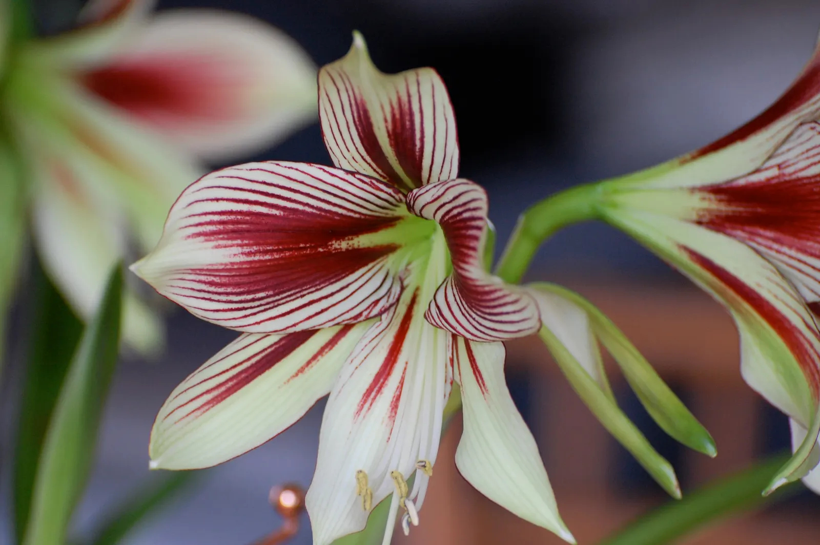 Papilio' Butterfly Amaryllis (Amaryllis Papilio 'Butterfly') — The Amaryllis papilio 'Butterfly' is a captivating bulbous perennial