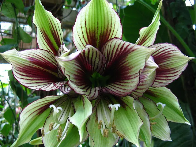 Papilio' Butterfly Amaryllis (Amaryllis Papilio 'Butterfly') — Blooming in late winter to early spring, it provides an elegant touch to beds, borders, or