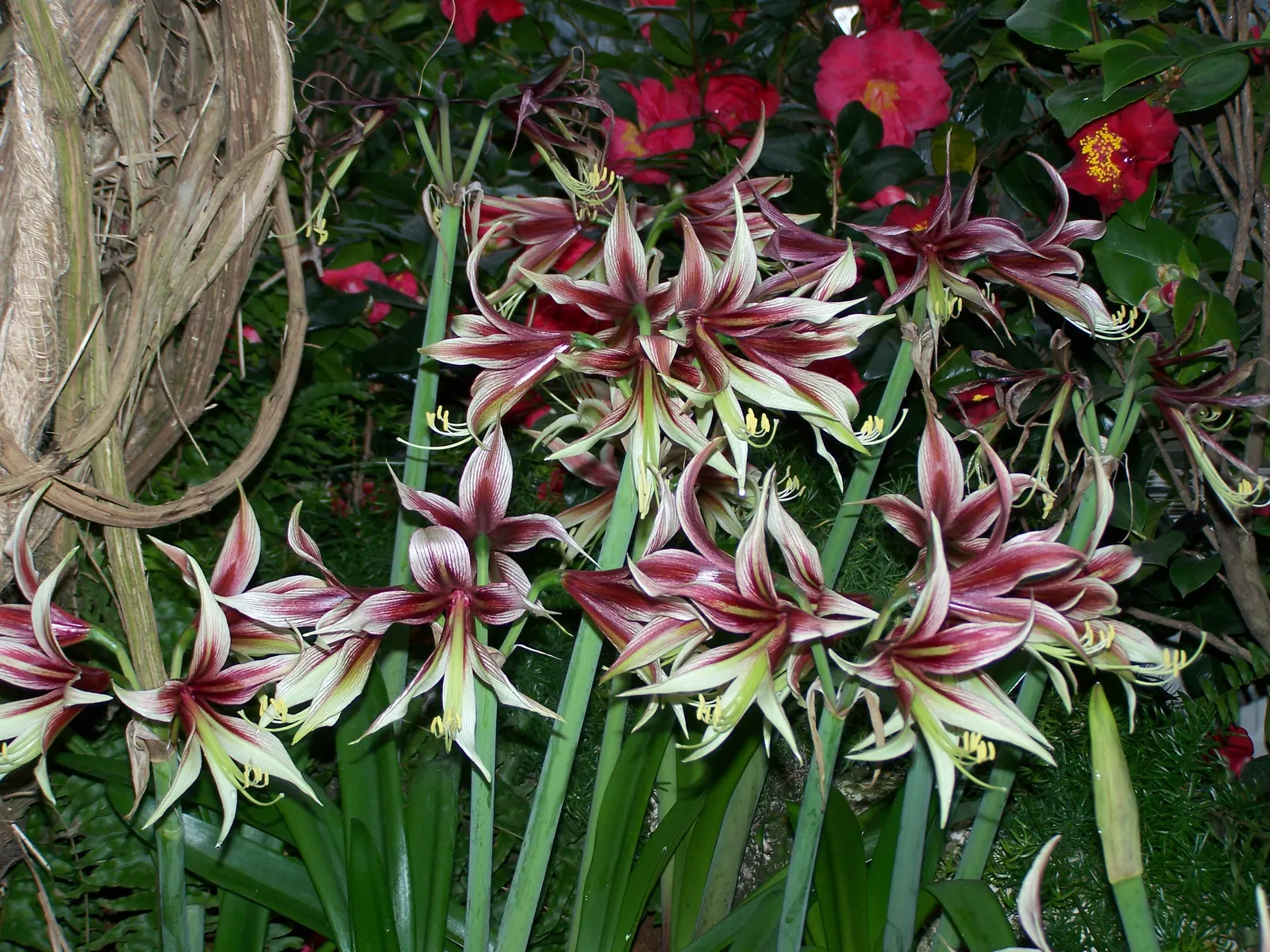 Papilio' Butterfly Amaryllis (Amaryllis Papilio 'Butterfly') — bulb with multi-colored and red and white blooms
