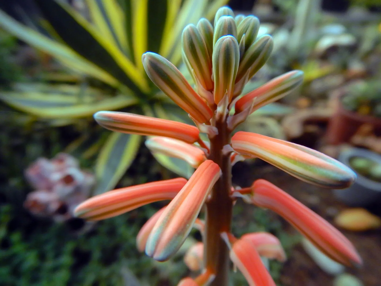 Partridge Breast Aloe, Tiger Aloe (Aloe Variegata) — Partridge Breast Aloe (Aloe variegata)