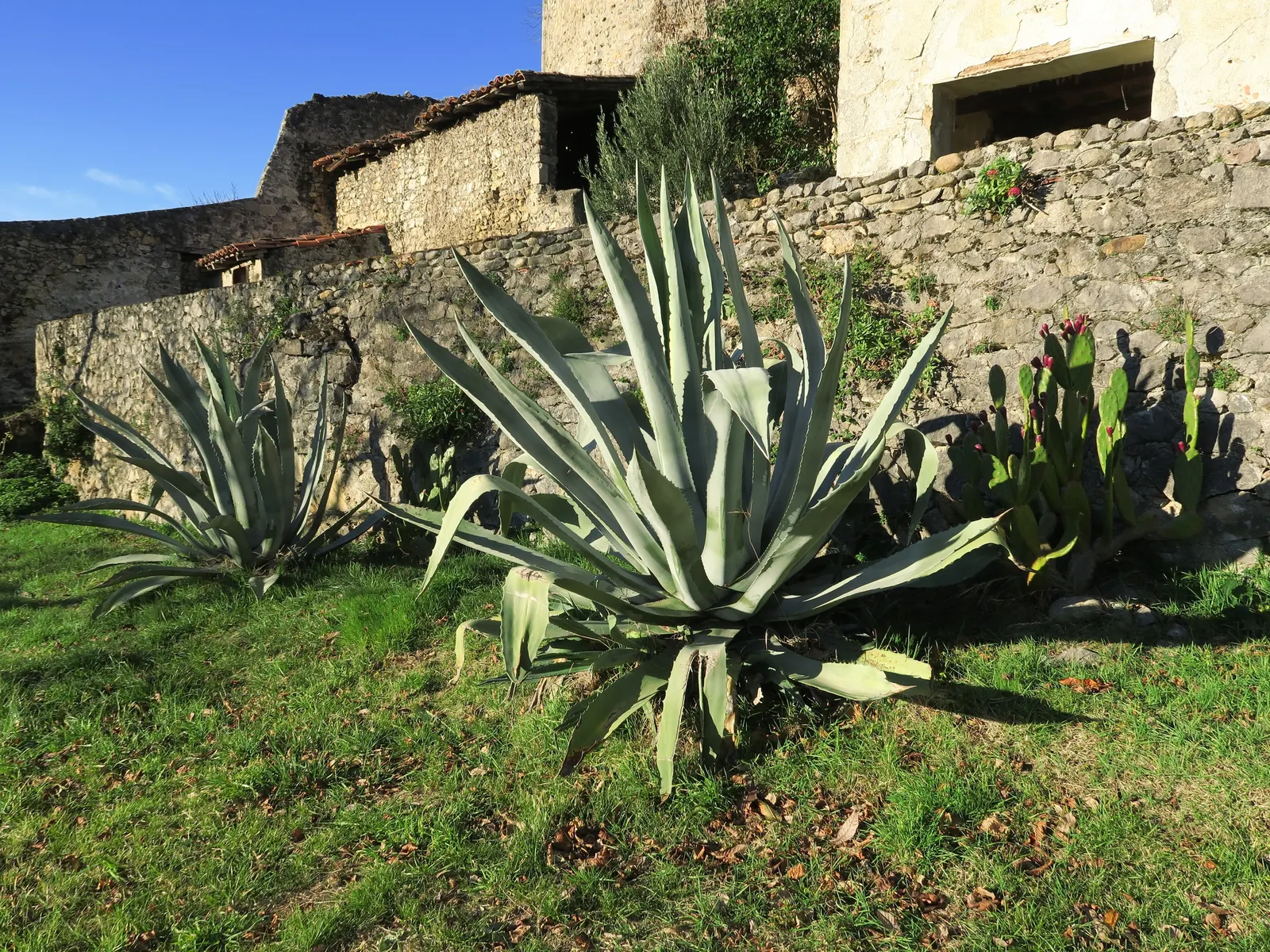 Partridge Breast Aloe, Tiger Aloe (Aloe Variegata) — is a captivating succulent featuring rosettes up to 8 inches wide