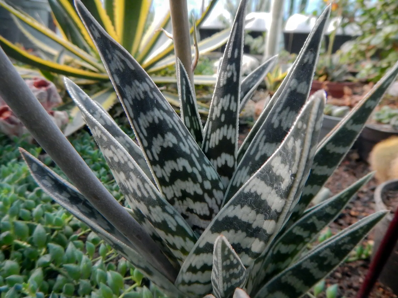 Partridge Breast Aloe, Tiger Aloe (Aloe Variegata) — The Partridge Breast Aloe or Aloe variegata