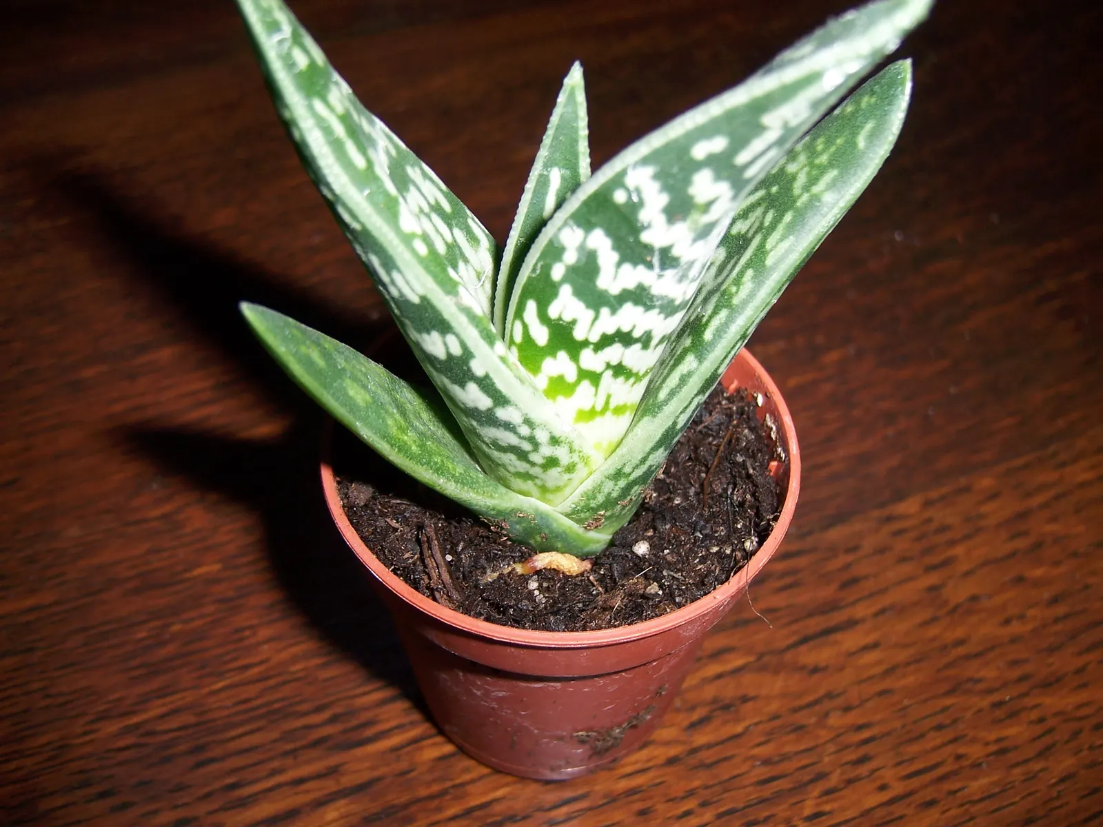 Partridge Breast Aloe, Tiger Aloe (Aloe Variegata) — It offers coral flowers in winter, adding seasonal interest