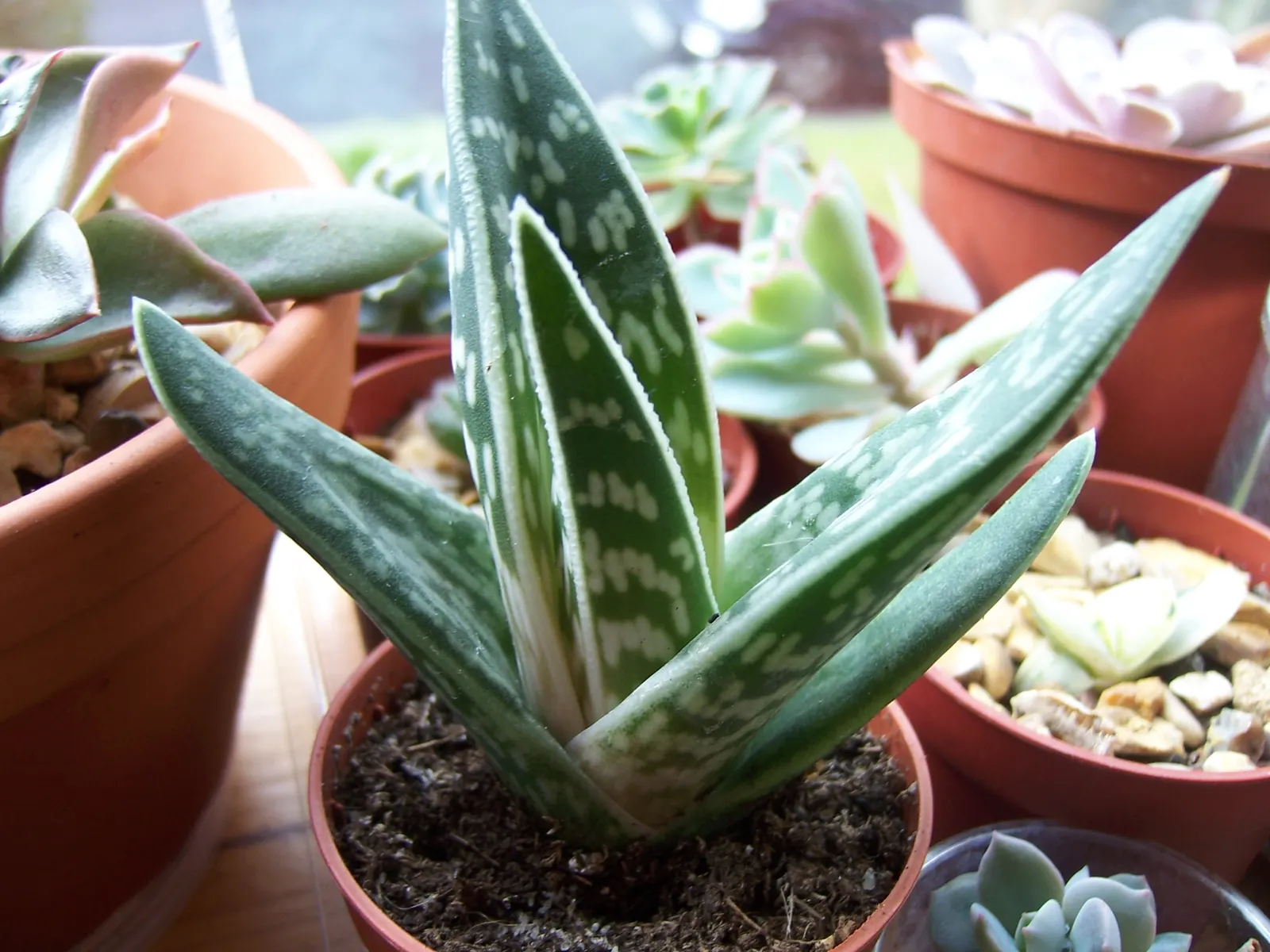 Partridge Breast Aloe, Tiger Aloe (Aloe Variegata) — This drought-tolerant plant prefers full to partial sun and well-draining soil, reaching up to 1 foot tall