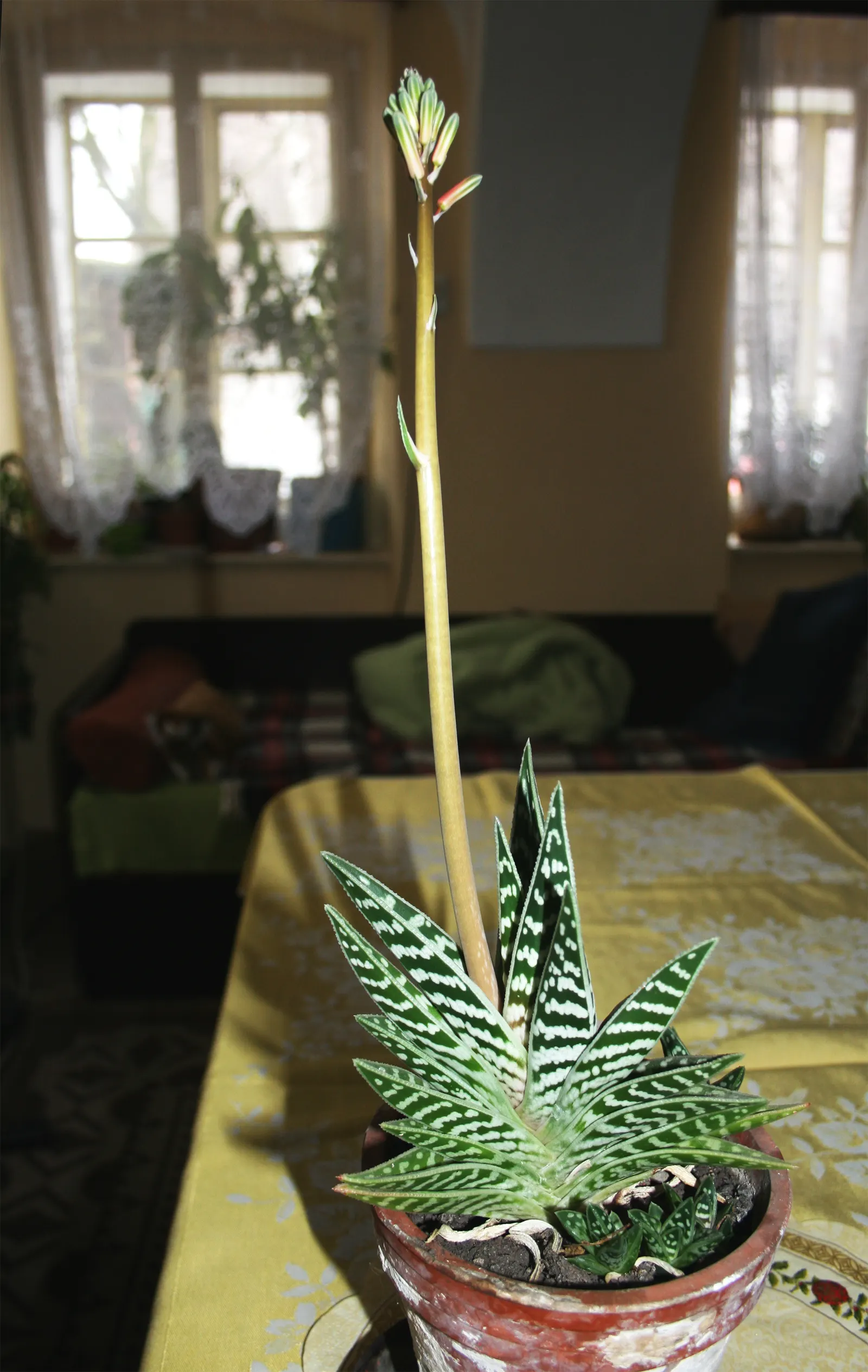 Partridge Breast Aloe, Tiger Aloe (Aloe Variegata) — triangular leaves are adorned with white variegation