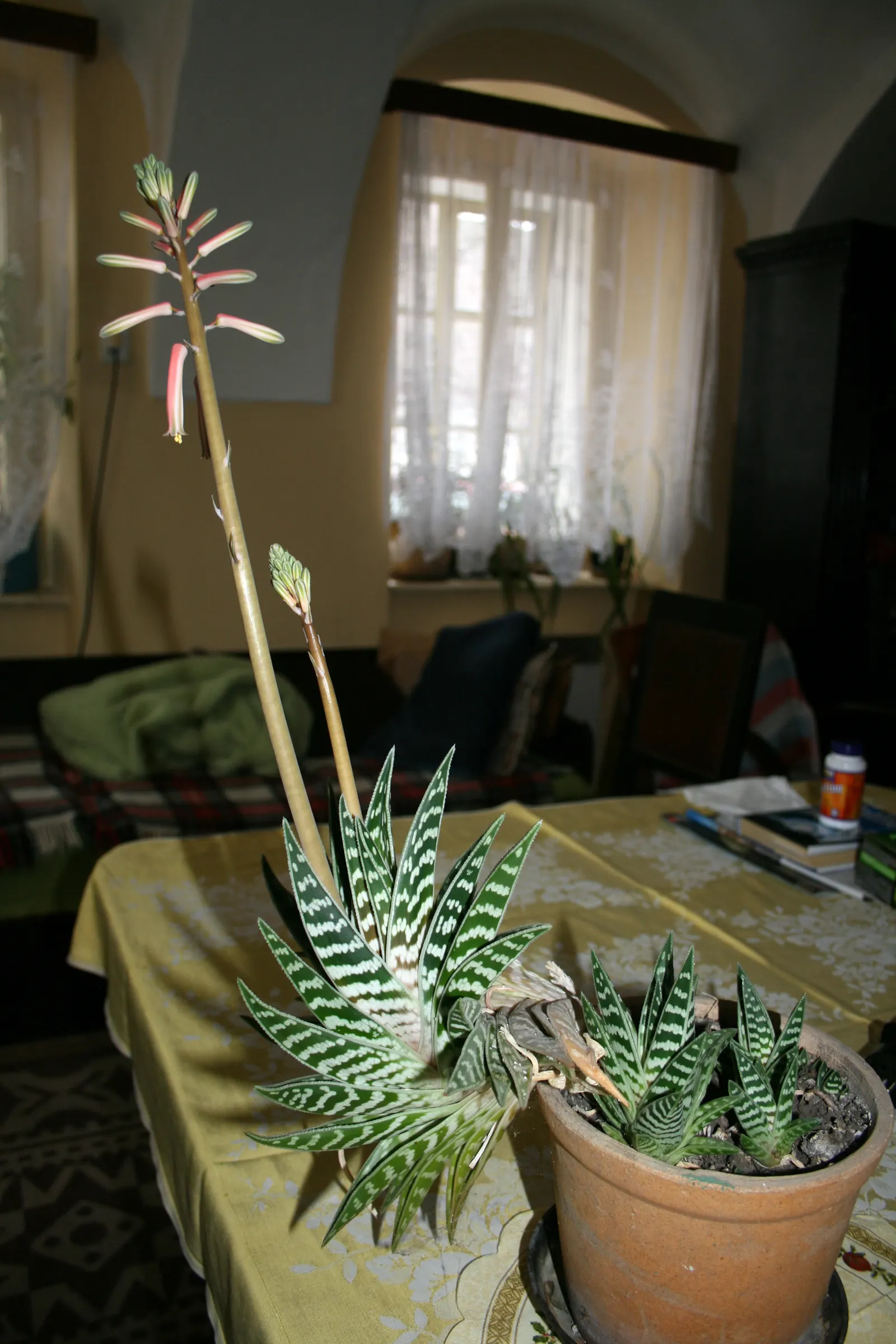 Partridge Breast Aloe, Tiger Aloe (Aloe Variegata) — creating a striking contrast against the dark green background