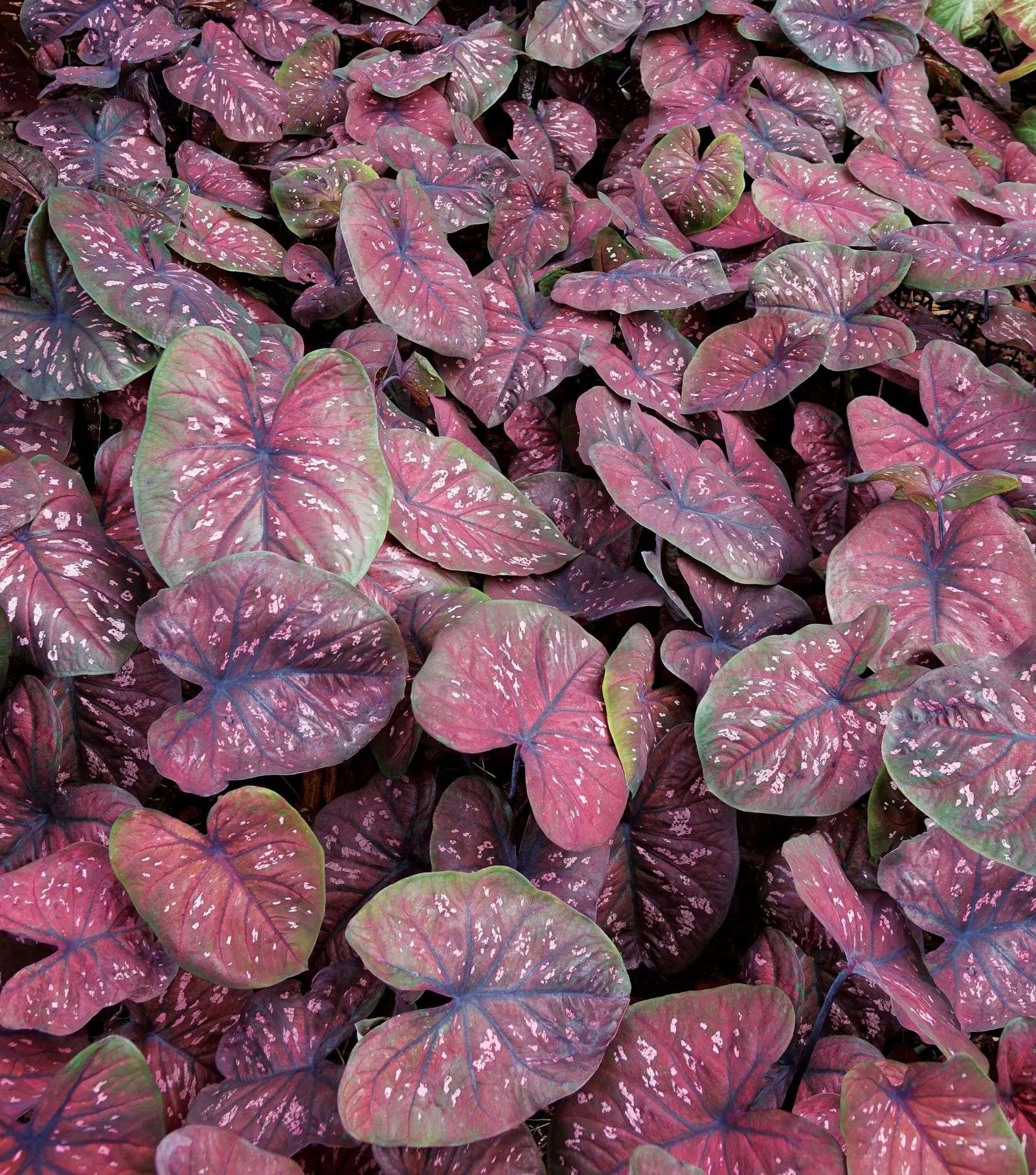 Rain or Shine Sun or Shade Caladium (Caladium hortulanum) — or Caladium hortulanum 'Rain or Shine'