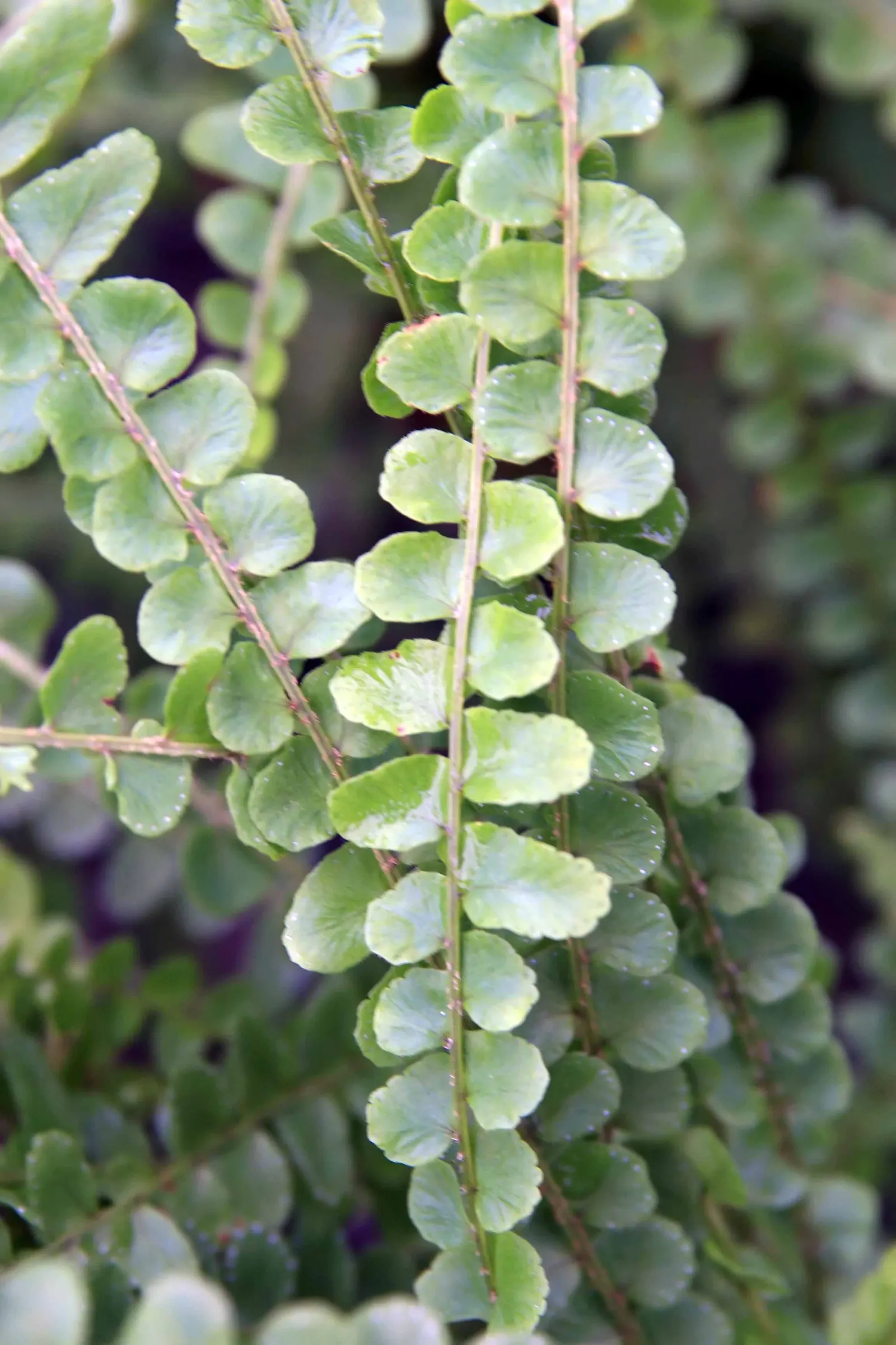 Southern Sword Fern (Nephrolepis Cordifolia) — the Southern Sword Fern's rhizomes can exhibit a creeping habit