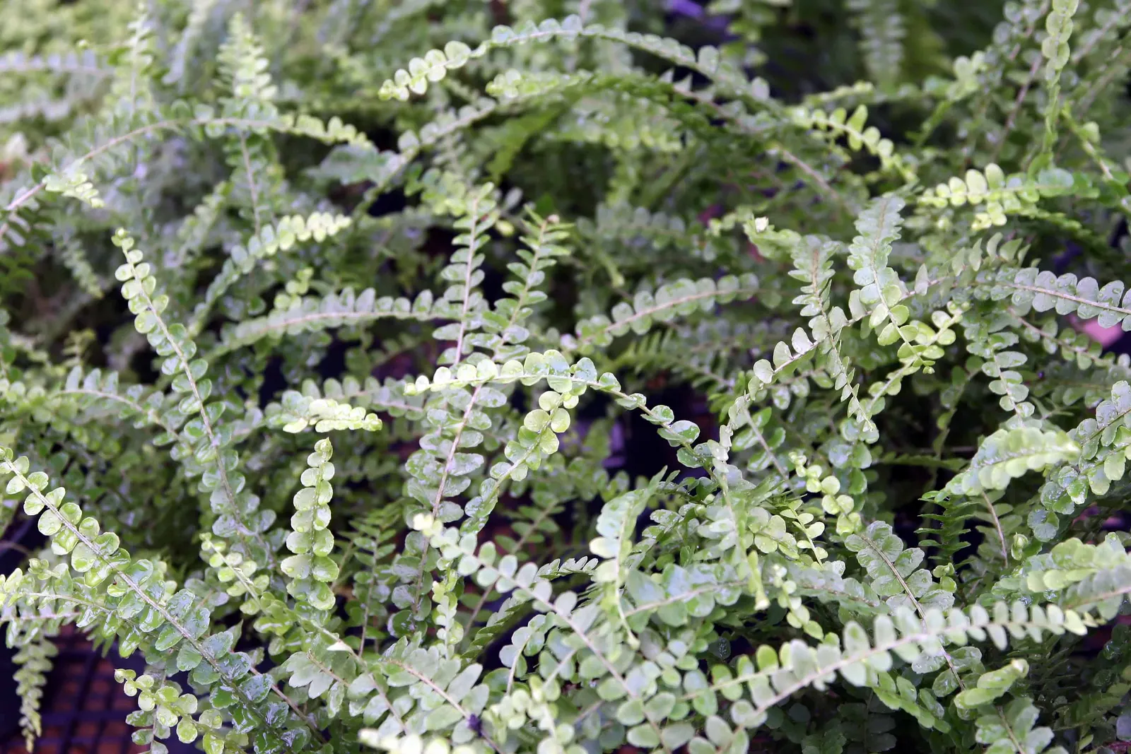 Southern Sword Fern (Nephrolepis Cordifolia) — Its dense fronds also provide shelter for wildlife; arching fronds that can reach lengths of 2 to 3 feet