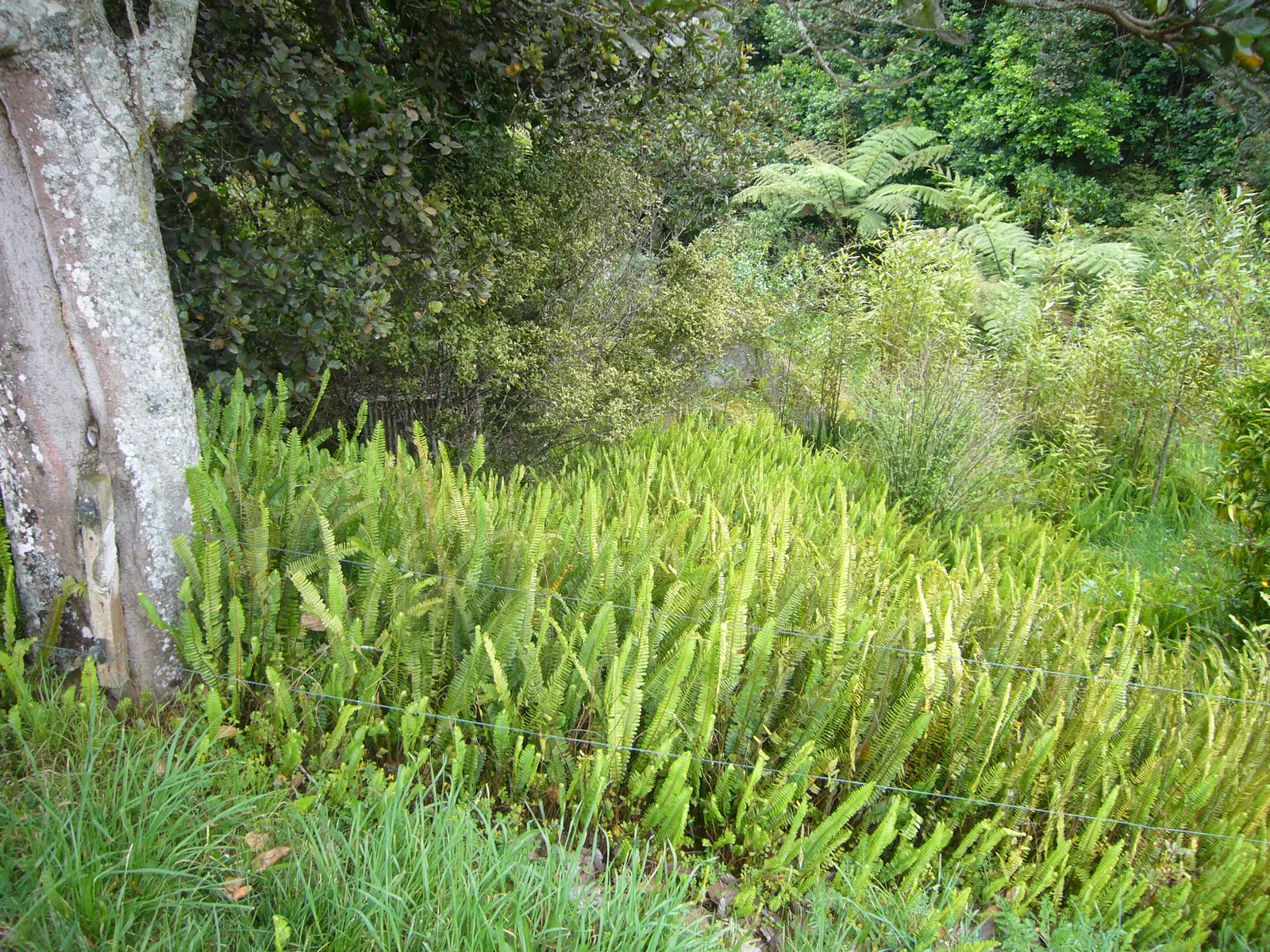 Southern Sword Fern (Nephrolepis Cordifolia) — Prefers moist, well-drained soil with some drought tolerance once established; the Southern Sword, image 52