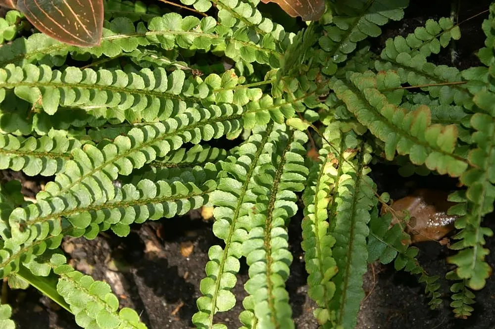 Southern Sword Fern (Nephrolepis Cordifolia) — Prefers moist, well-drained soil with some drought tolerance once established; the Southern Sword Fern