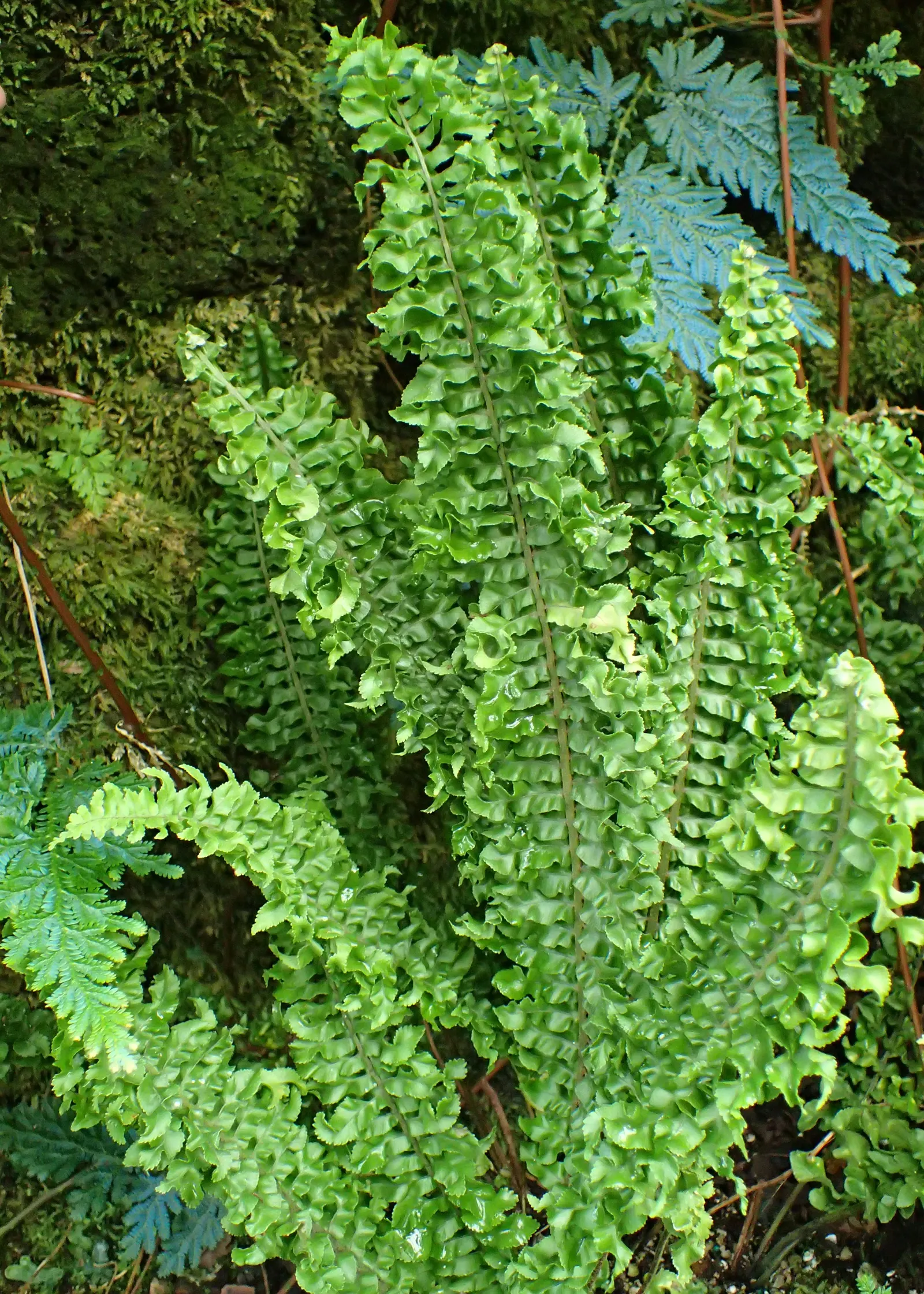 Southern Sword Fern (Nephrolepis Cordifolia) — arching fronds that can reach lengths of 2 to 3 feet