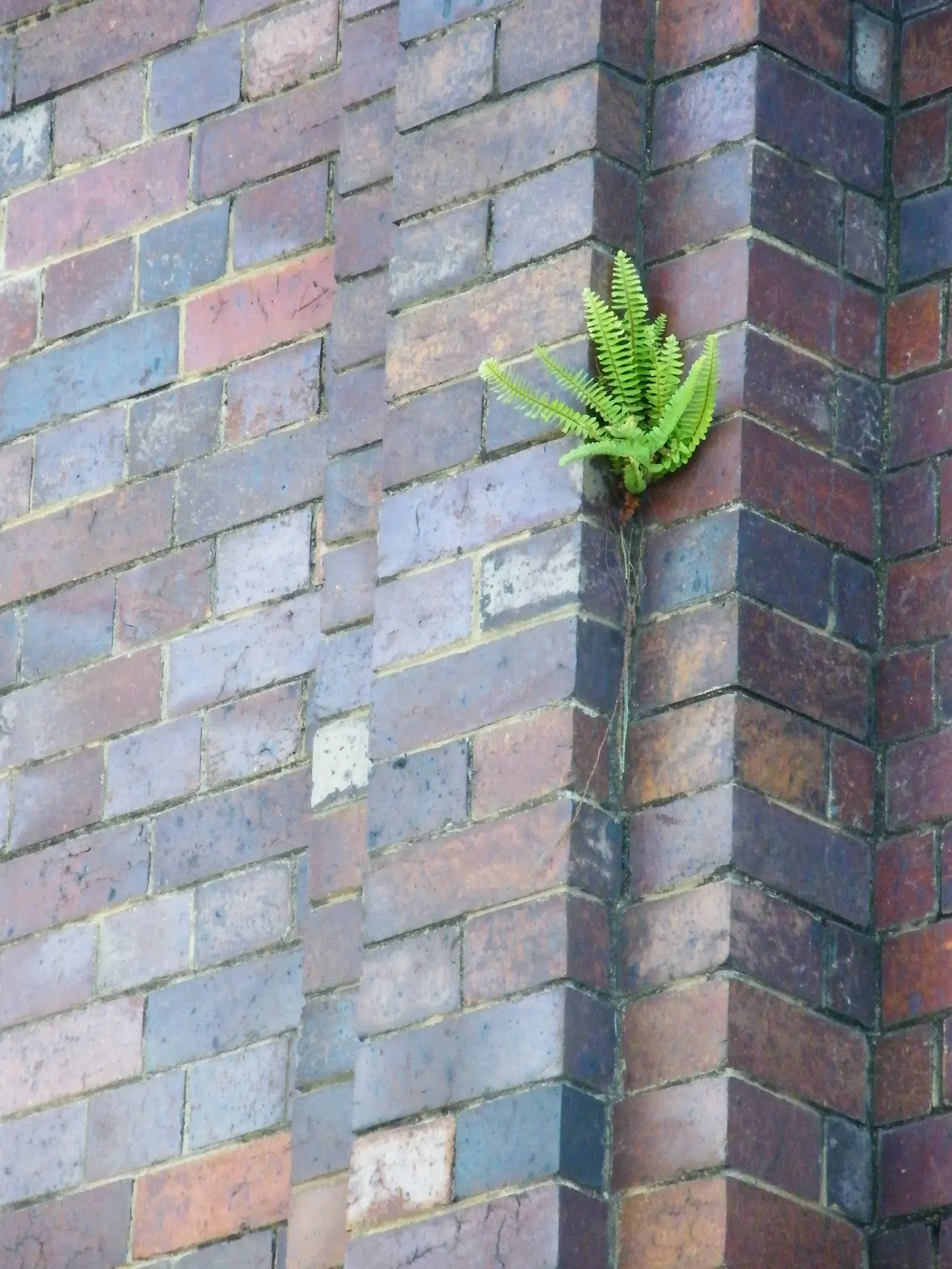 Southern Sword Fern (Nephrolepis Cordifolia) — Lustrous, deep green fronds create dense clumps, optimal for groundcover or borders; vigorous growth, image 51