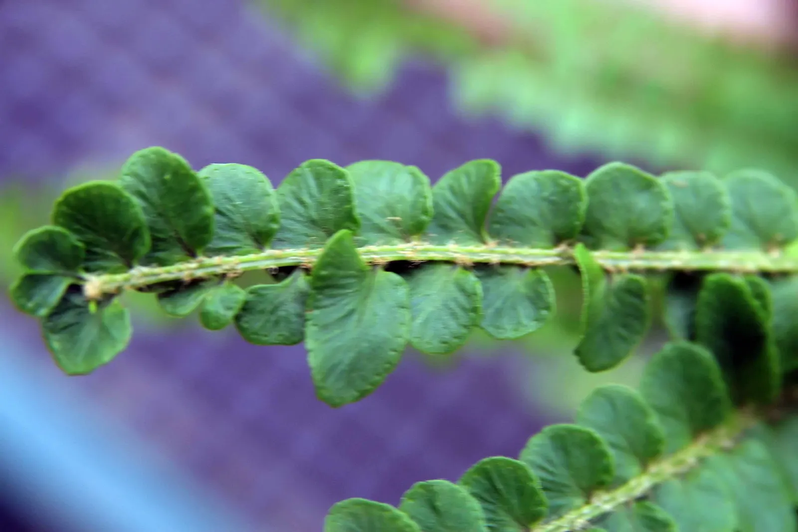 Southern Sword Fern (Nephrolepis Cordifolia) — contributing to the ecological value of your landscape design; and it can tolerate short periods of drought once