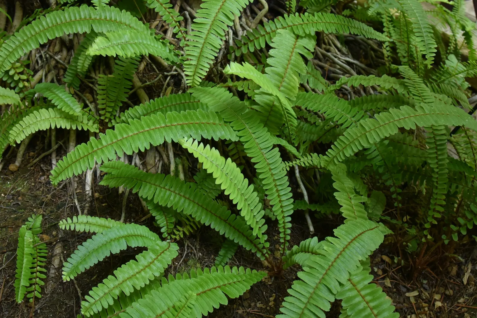 Southern Sword Fern (Nephrolepis Cordifolia) — maintains the fronds' vibrant green color; presents an elegant addition to your garden with its long