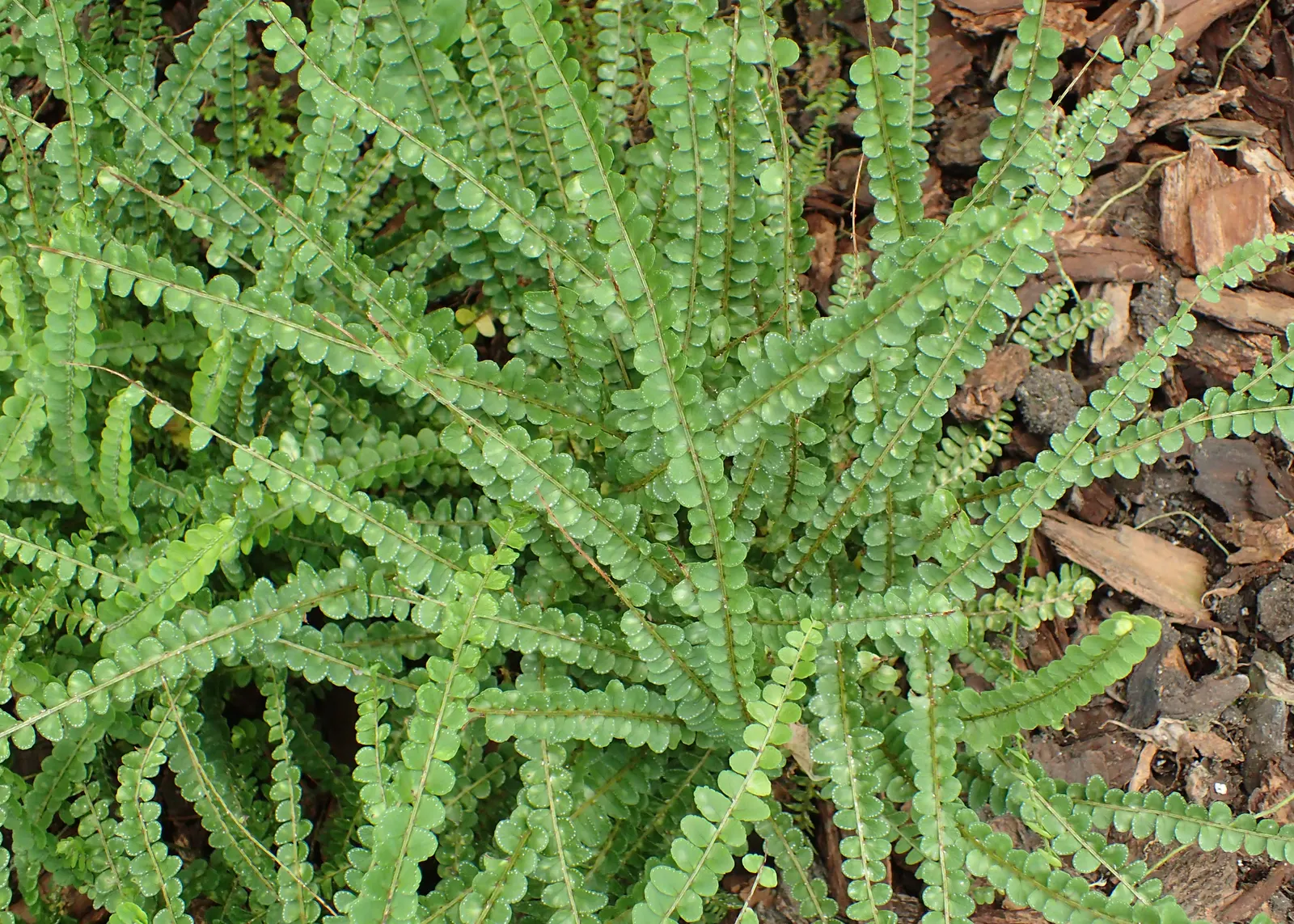 Southern Sword Fern (Nephrolepis Cordifolia) — Characterized by arching, sword-like fronds, this evergreen perennial reaches 2 to 3 feet in height and spread