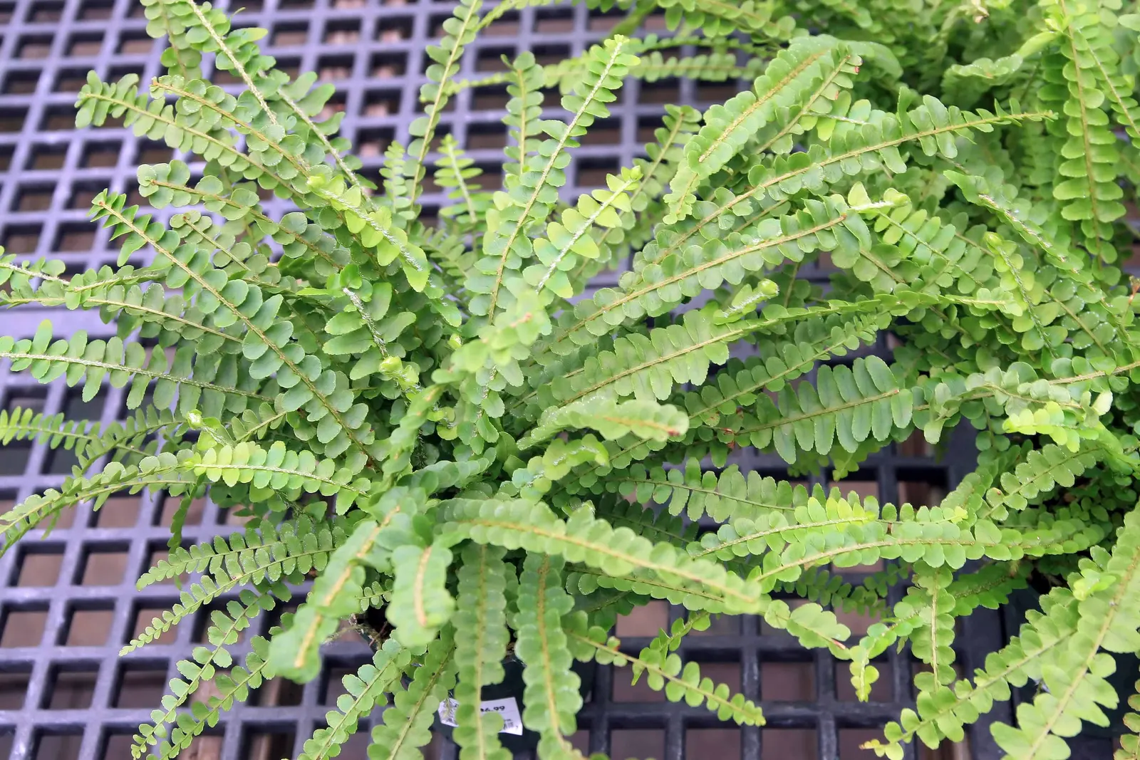 Southern Sword Fern (Nephrolepis Cordifolia) — leaving ample space between each plant for proper air circulation and growth