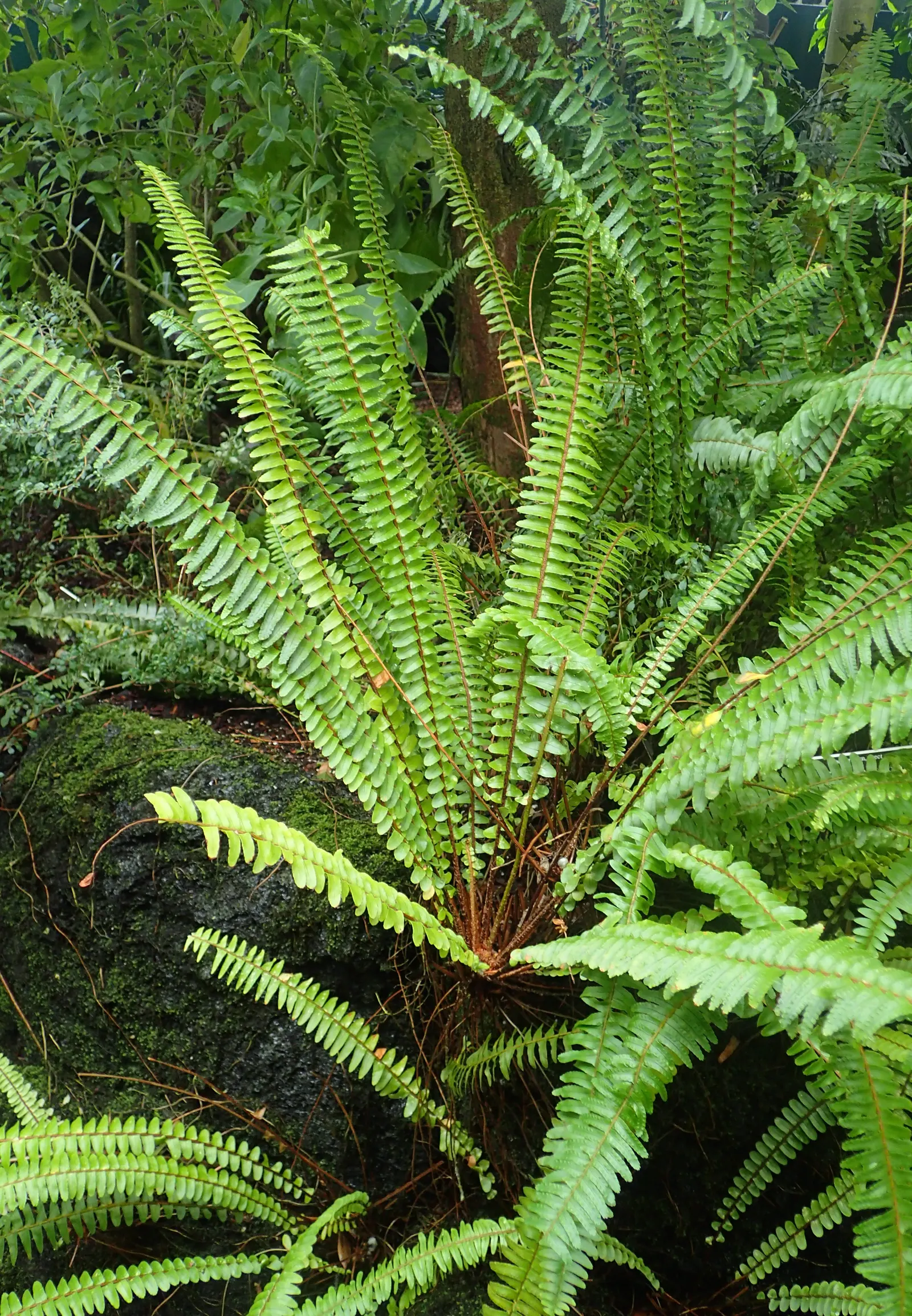 Southern Sword Fern (Nephrolepis Cordifolia) — fern for half or shade