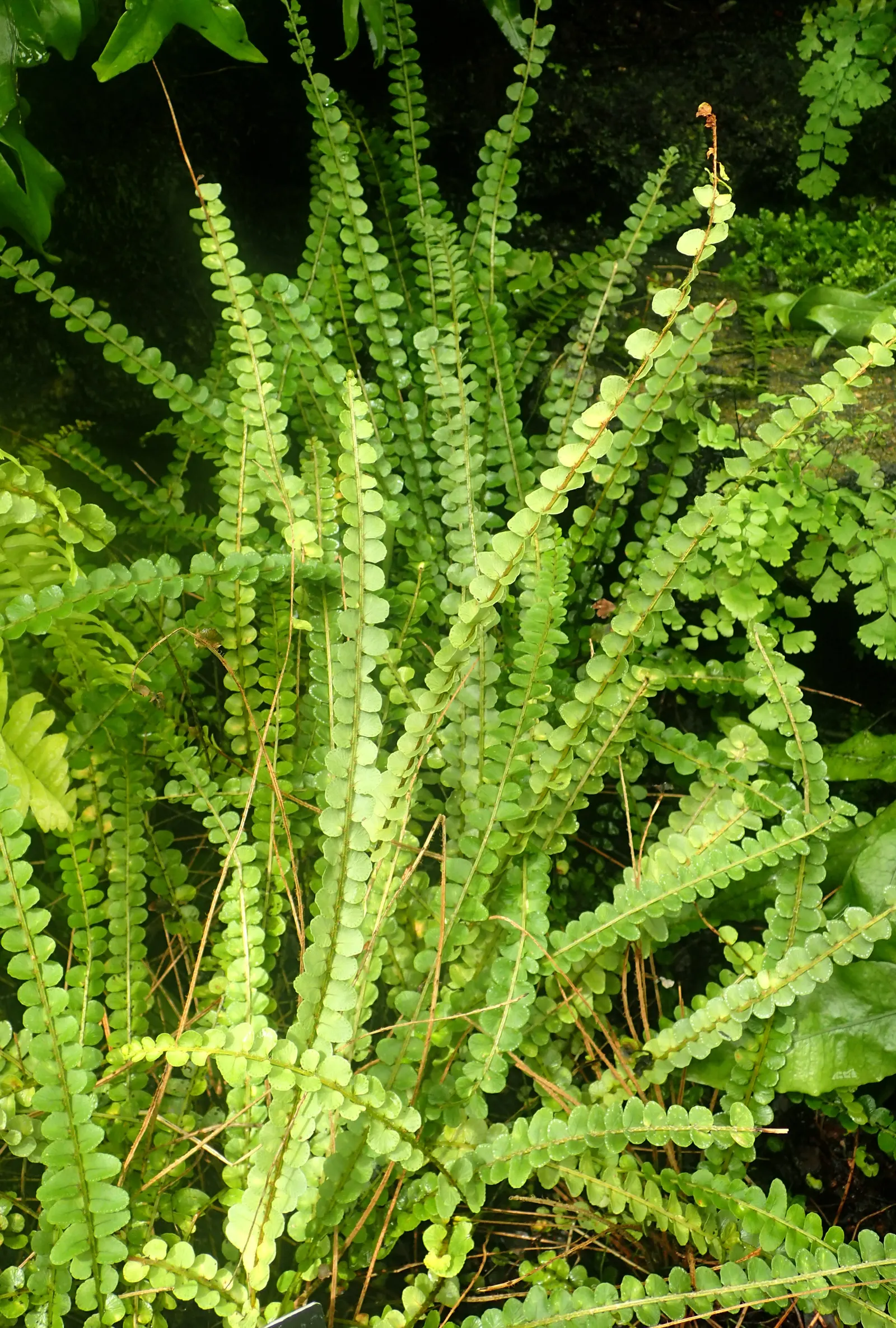 Southern Sword Fern (Nephrolepis Cordifolia) — vigorous growth and maintain a tidy appearance.<br><br>As an educational point for clients