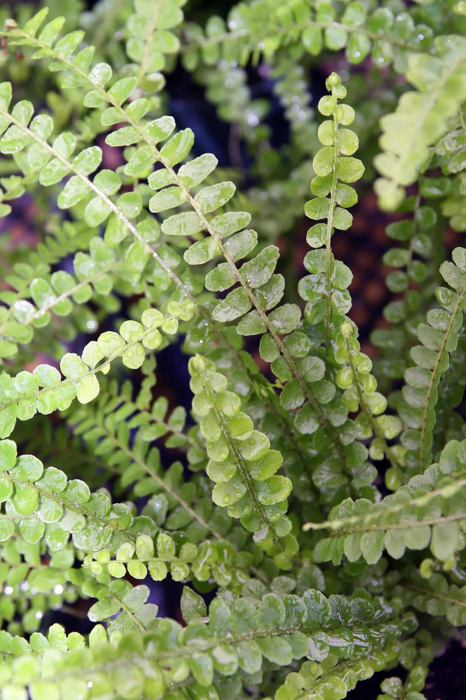 Southern Sword Fern (Nephrolepis Cordifolia) — Lustrous, deep green fronds create dense clumps, optimal for groundcover or borders