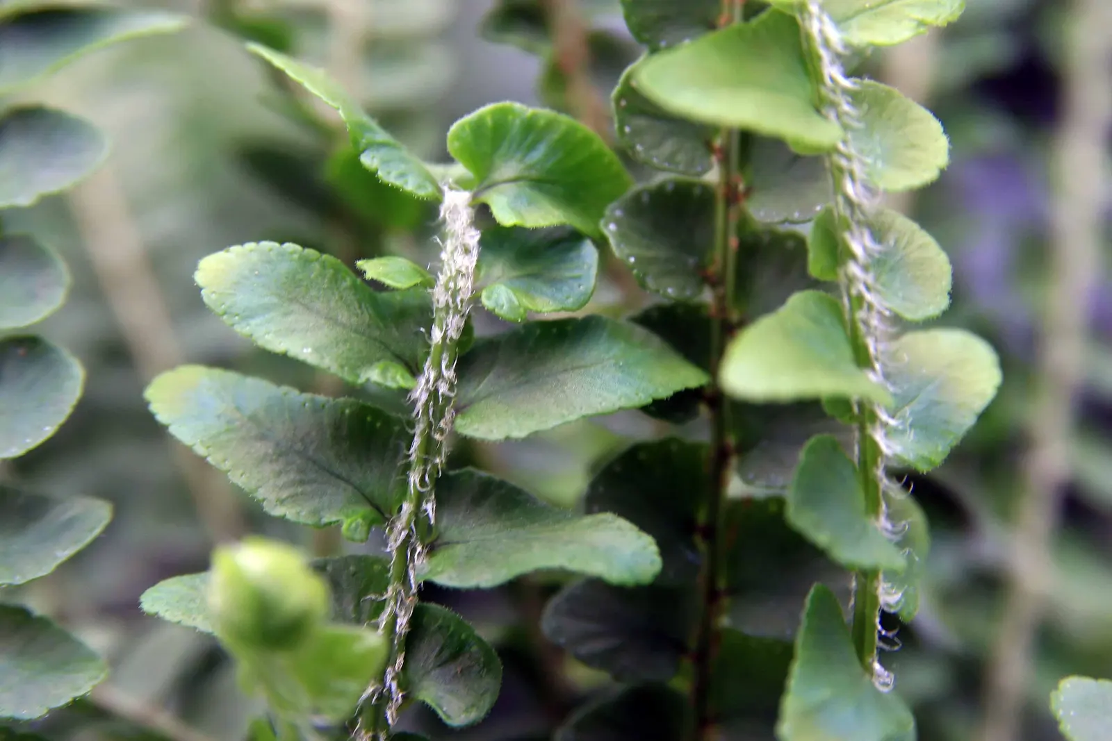 Southern Sword Fern (Nephrolepis Cordifolia) — contributing to the ecological value of your landscape design