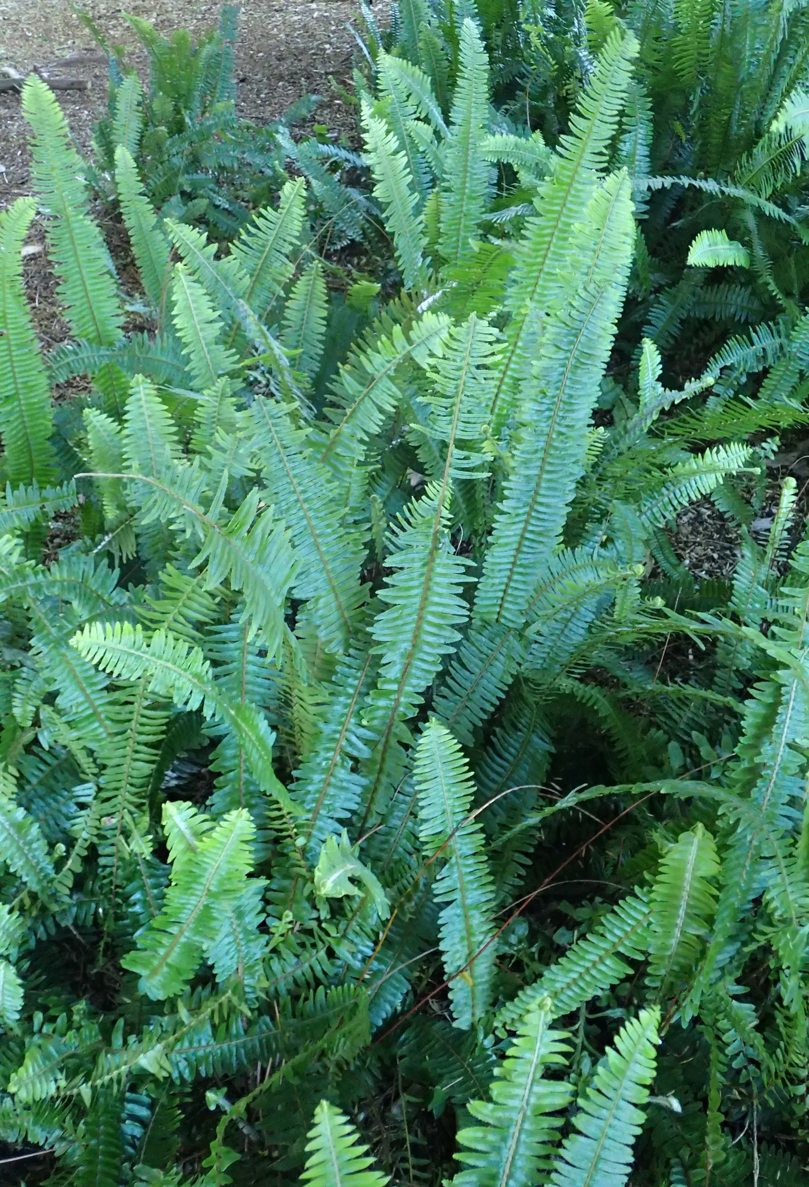 Southern Sword Fern (Nephrolepis Cordifolia) — well-suited for planting in mixed borders; characterized by arching, sword-like fronds, this evergreen perennial
