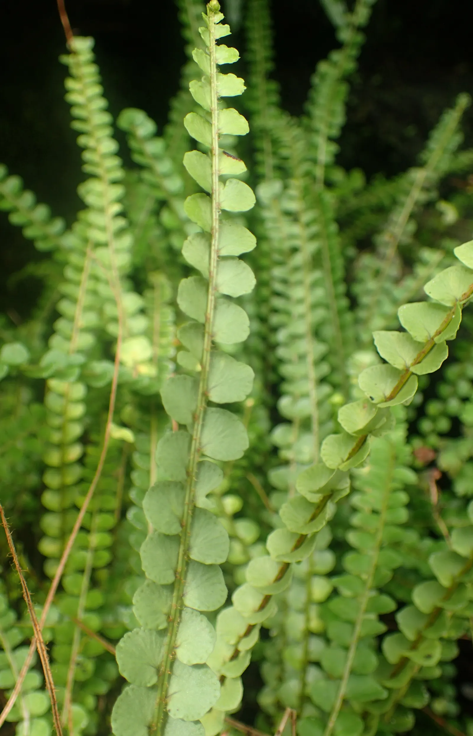 Southern Sword Fern (Nephrolepis Cordifolia) — well-suited for planting in mixed borders