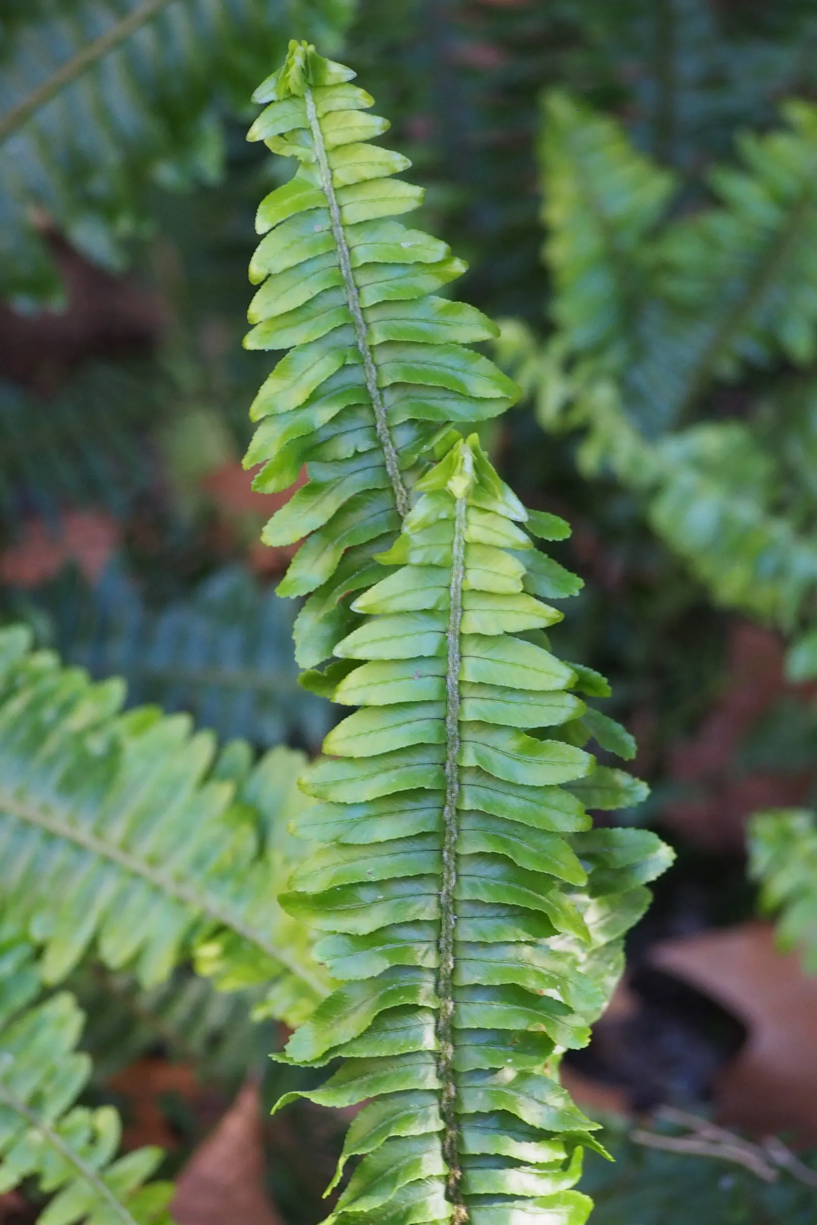 Southern Sword Fern (Nephrolepis Cordifolia) — the Southern Sword Fern's rhizomes can exhibit a creeping habit; leaving ample space between each, image 67