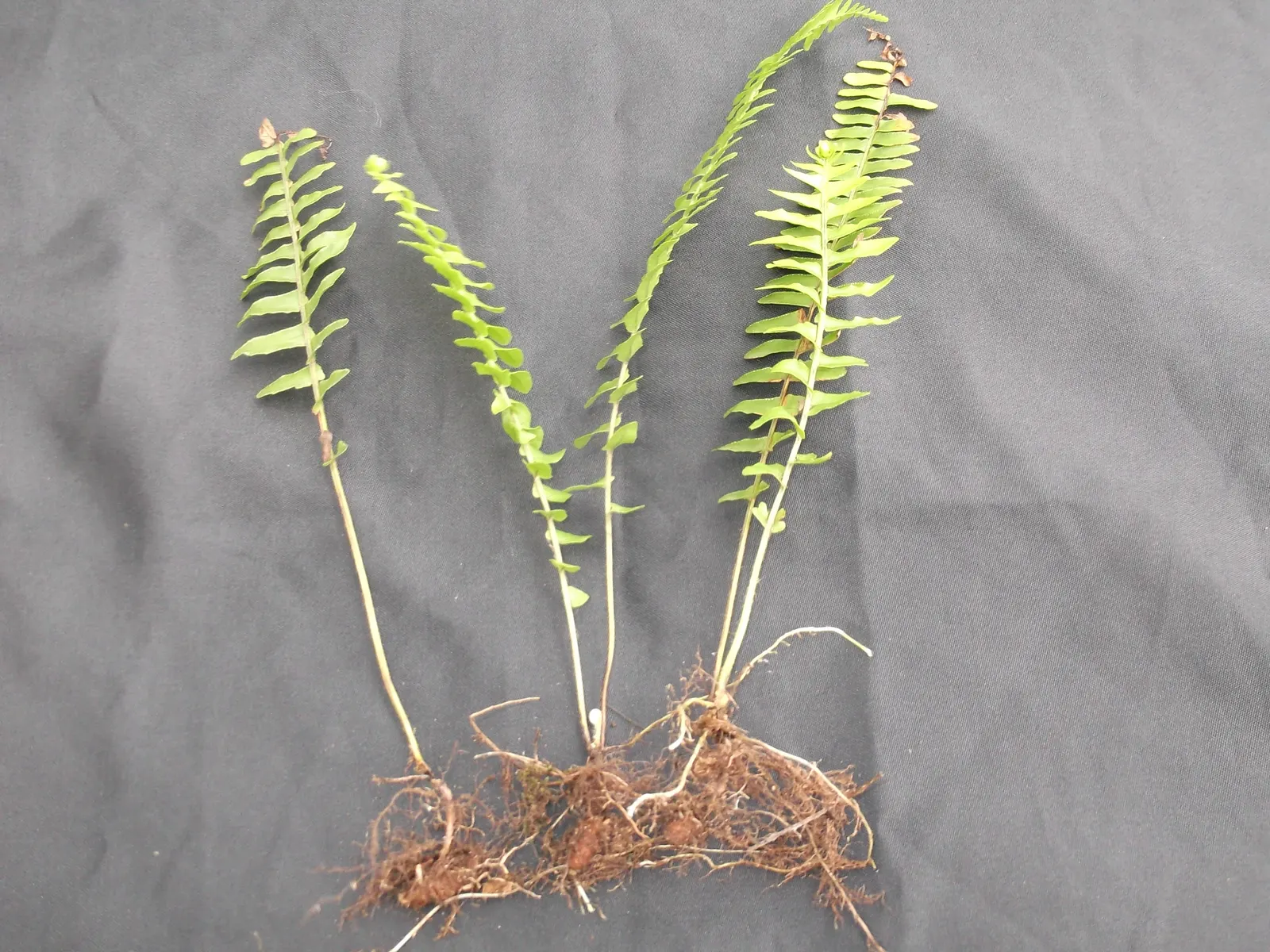 Southern Sword Fern (Nephrolepis Cordifolia) — leaving ample space between each plant for proper air circulation and growth; the Southern Sword Fern's rhizomes
