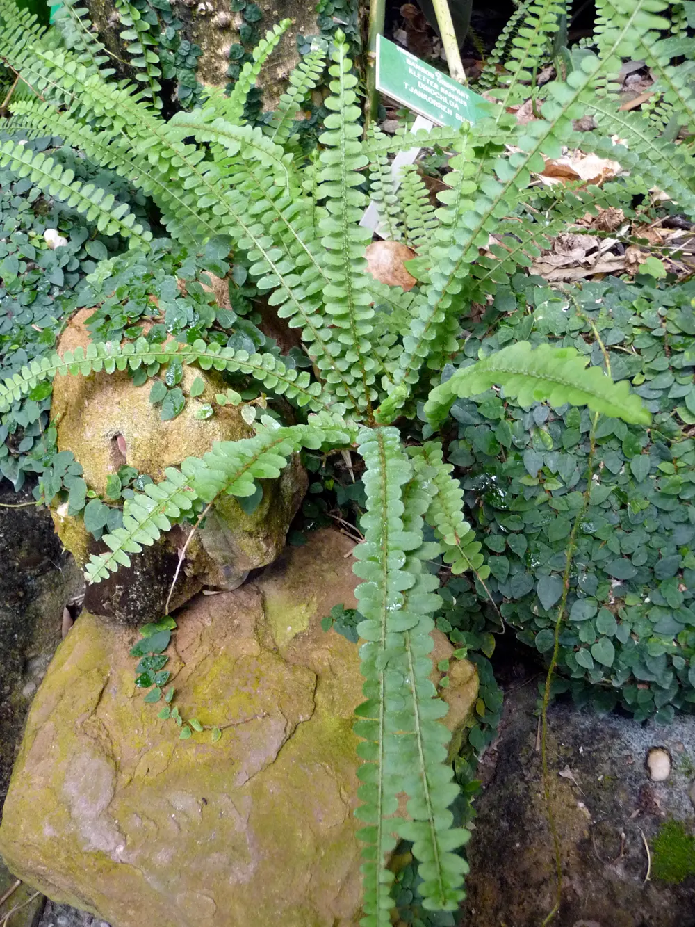 Southern Sword Fern (Nephrolepis Cordifolia) — facilitating its expansion within a garden bed; occasional trimming of old fronds will encourage fresh