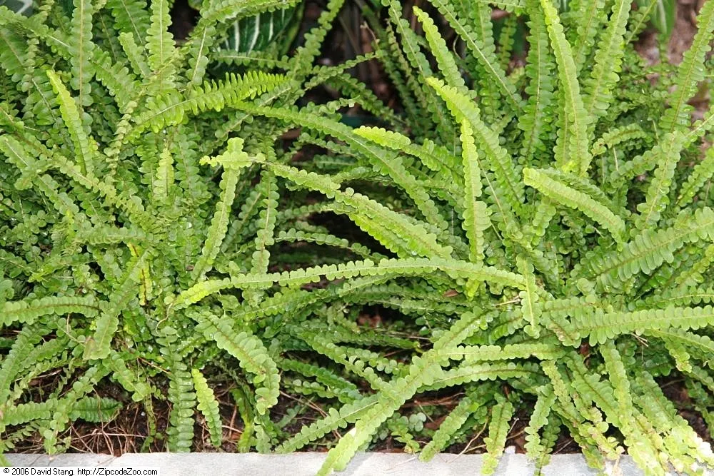 Southern Sword Fern (Nephrolepis Cordifolia) — or in container displays for shaded patios.<br><br>This evergreen perennial demands well-drained soil