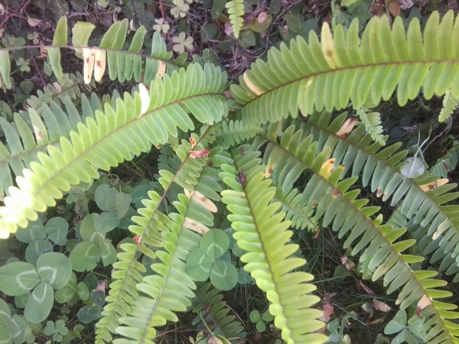 Southern Sword Fern (Nephrolepis Cordifolia) — but it is not considered invasive