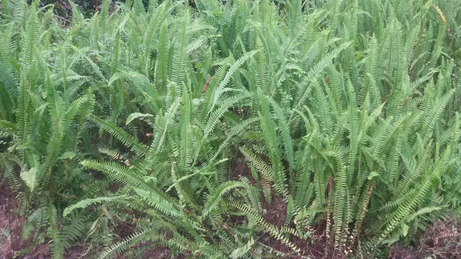 Southern Sword Fern (Nephrolepis Cordifolia) — Characterized by arching, sword-like fronds, this evergreen perennial reaches 2 to 3 feet in height, image 26