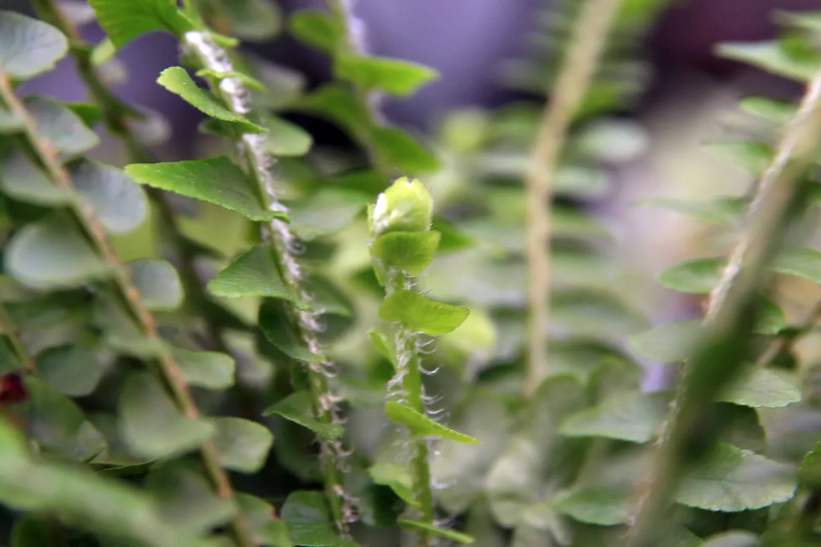 Southern Sword Fern (Nephrolepis Cordifolia) — The Southern Sword Fern, Nephrolepis cordifolia, thrives in USDA zones 8-10, favoring partial to full shade