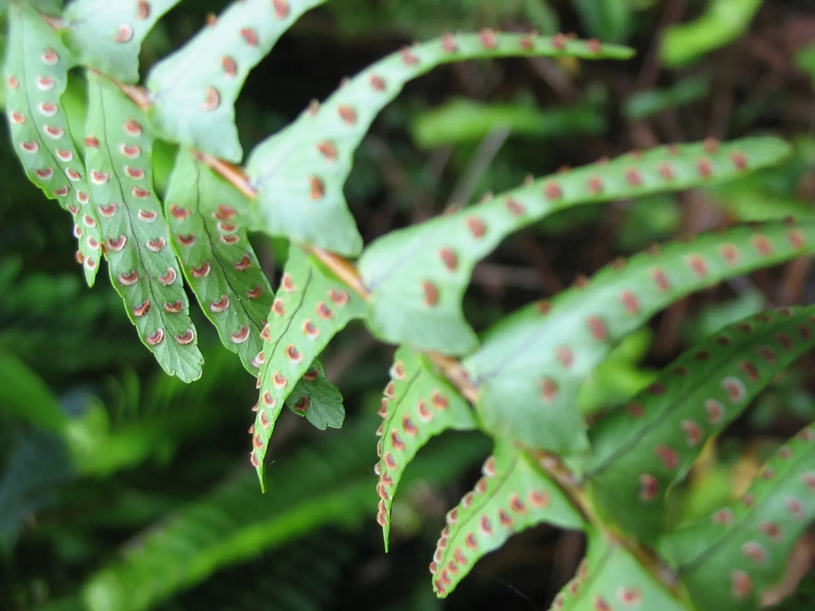 Southern Sword Fern (Nephrolepis Cordifolia) — leaving ample space between each plant for proper air circulation and growth; the Southern Sword, image 58