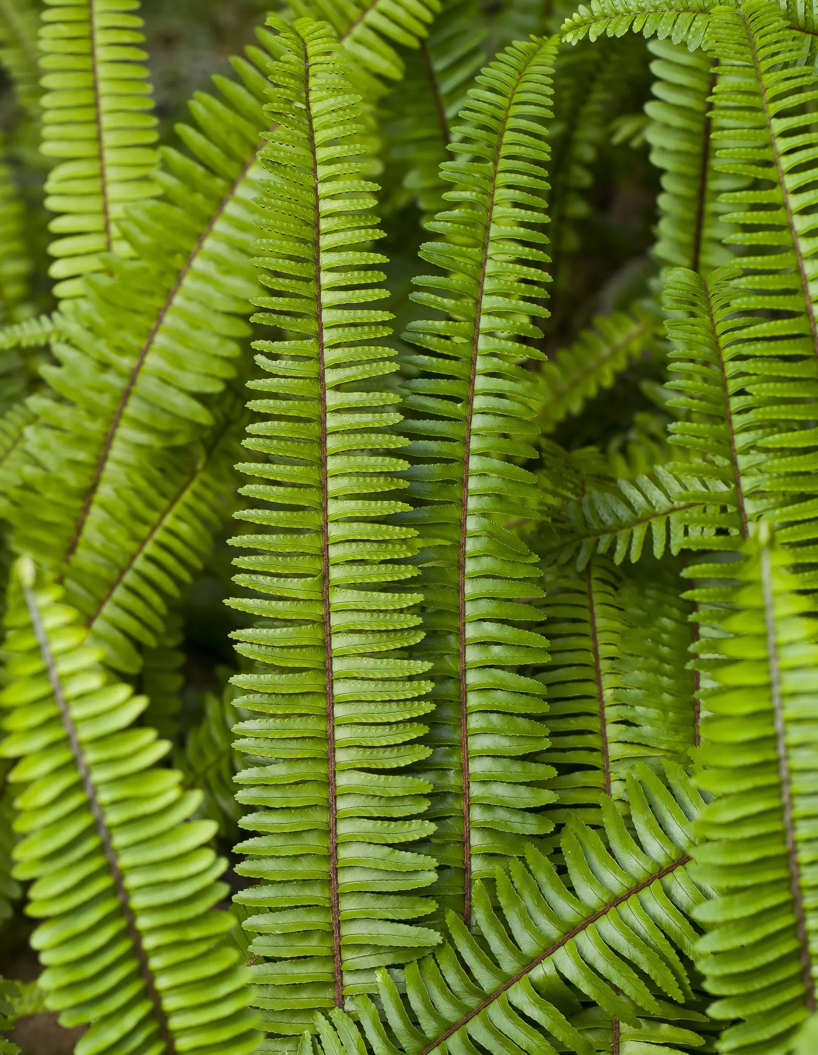 Southern Sword Fern (Nephrolepis Cordifolia) — slightly acidic to neutral in pH; making it a low-maintenance choice for gardeners, image 61