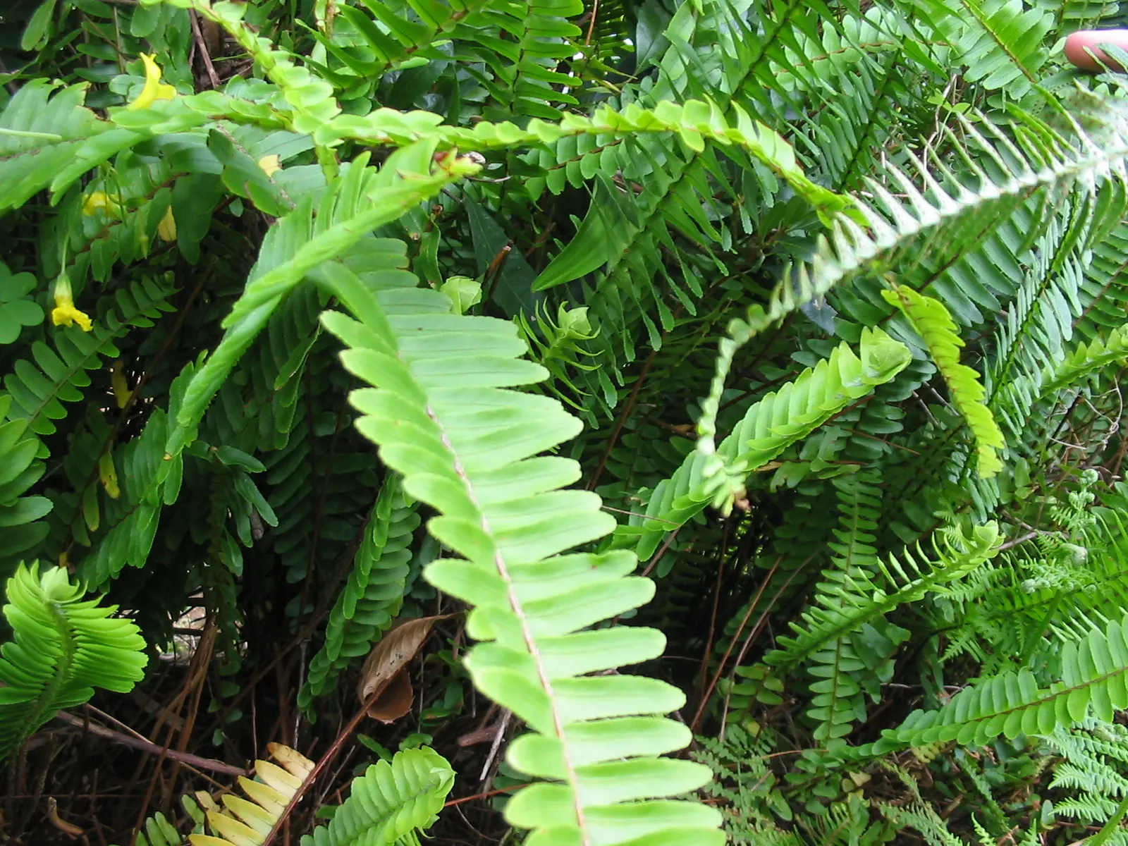 Southern Sword Fern (Nephrolepis Cordifolia) — vigorous growth and maintain a tidy appearance.<br><br>As an educational point for clients; lustrous, deep green